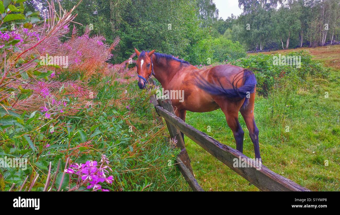 Pferd essen frisches Gras Stockfoto