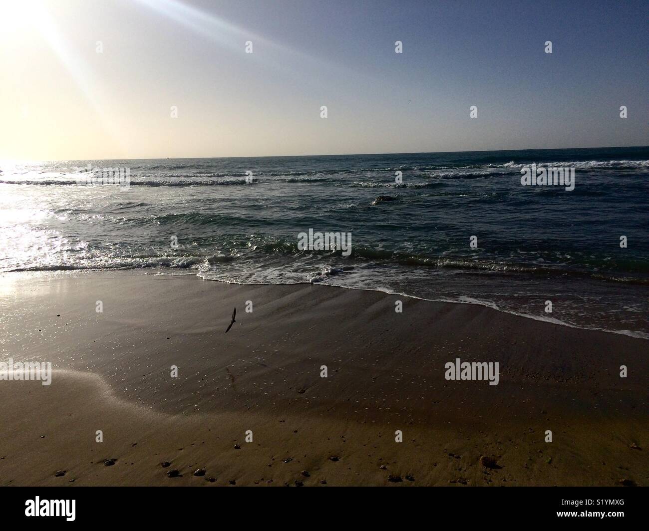 Schwarzer Vogel fliegen über Meer und Wellen, Abu Qir, Alexandria, Ägypten. Stockfoto
