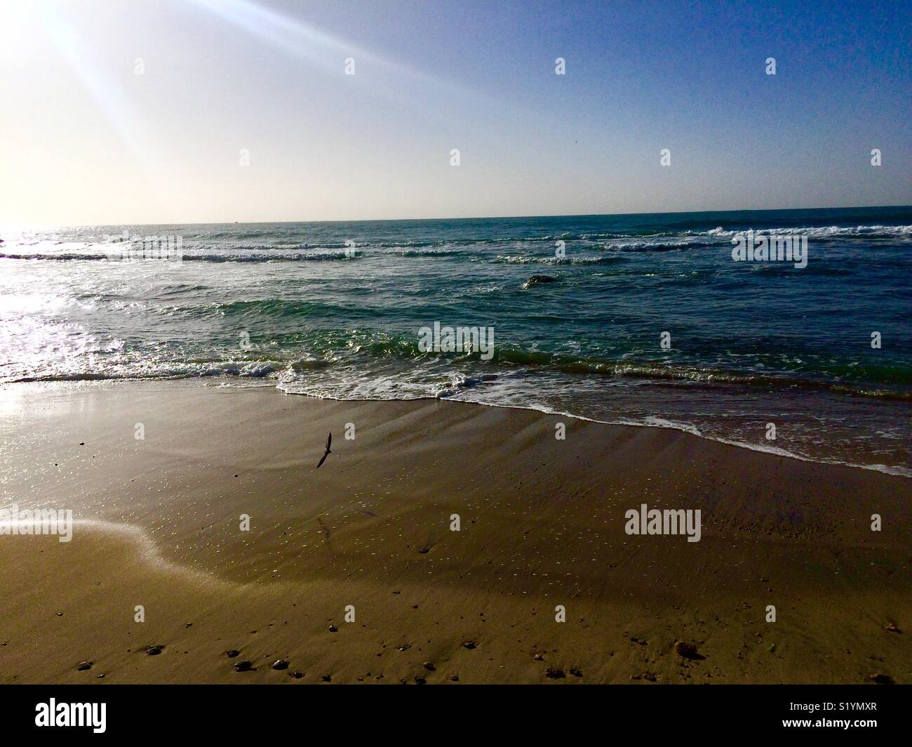 Black Bird flying low über Meer und Wellen, Abu Qir, Alexandria, Ägypten. Stockfoto