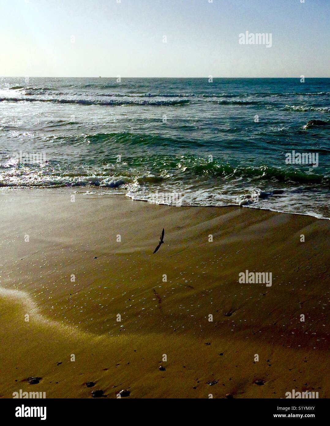 Ein schwarzer Vogel fliegen an der goldenen Küste, Alexandria, Ägypten. Stockfoto