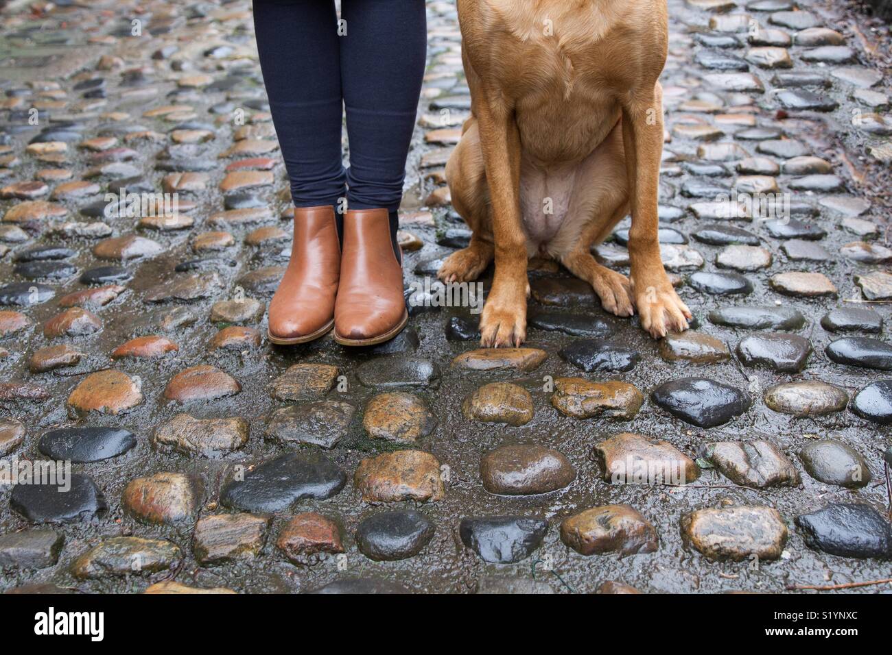 Eine niedrige Winkel Blick auf eine modische Mädchen in Braun Leder Stiefel stehen neben ihr Haustier Labrador Hund auf einer nassen Straße mit Kopfsteinpflaster Stockfoto