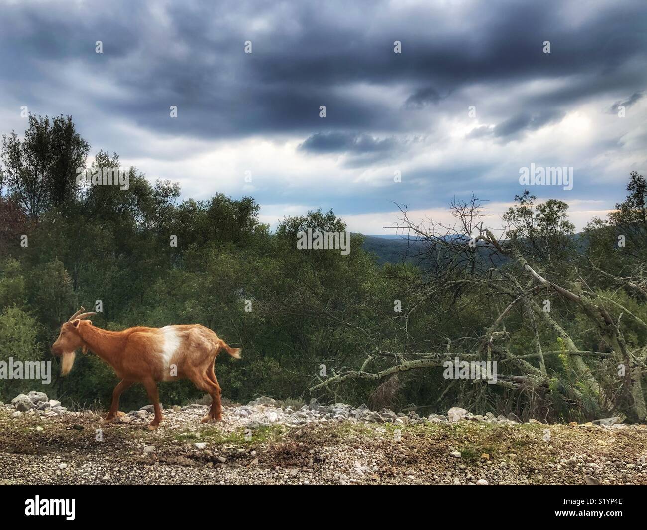 Wilde Ziege Ardèche Frankreich - Smartphone-aufgenommenes Stockfoto