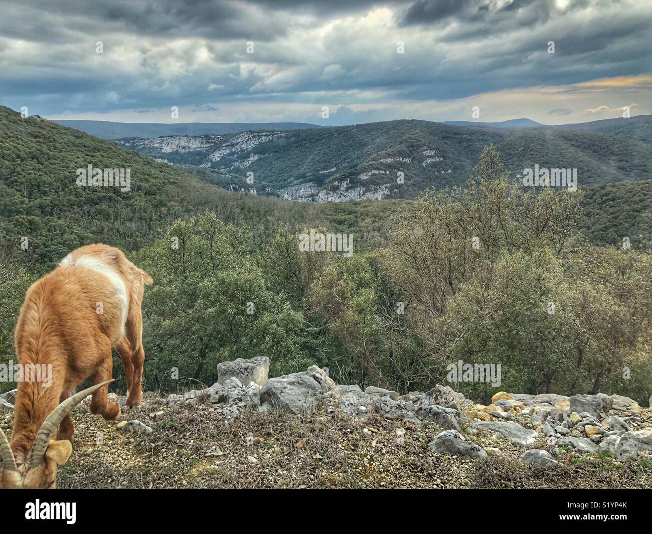 Wilde Ziege Ardèche Frankreich - Smartphone-aufgenommenes Stockfoto