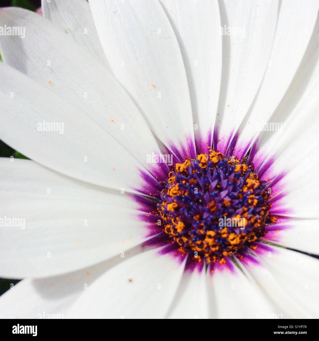 Nahaufnahme von weiße Blume Stockfoto