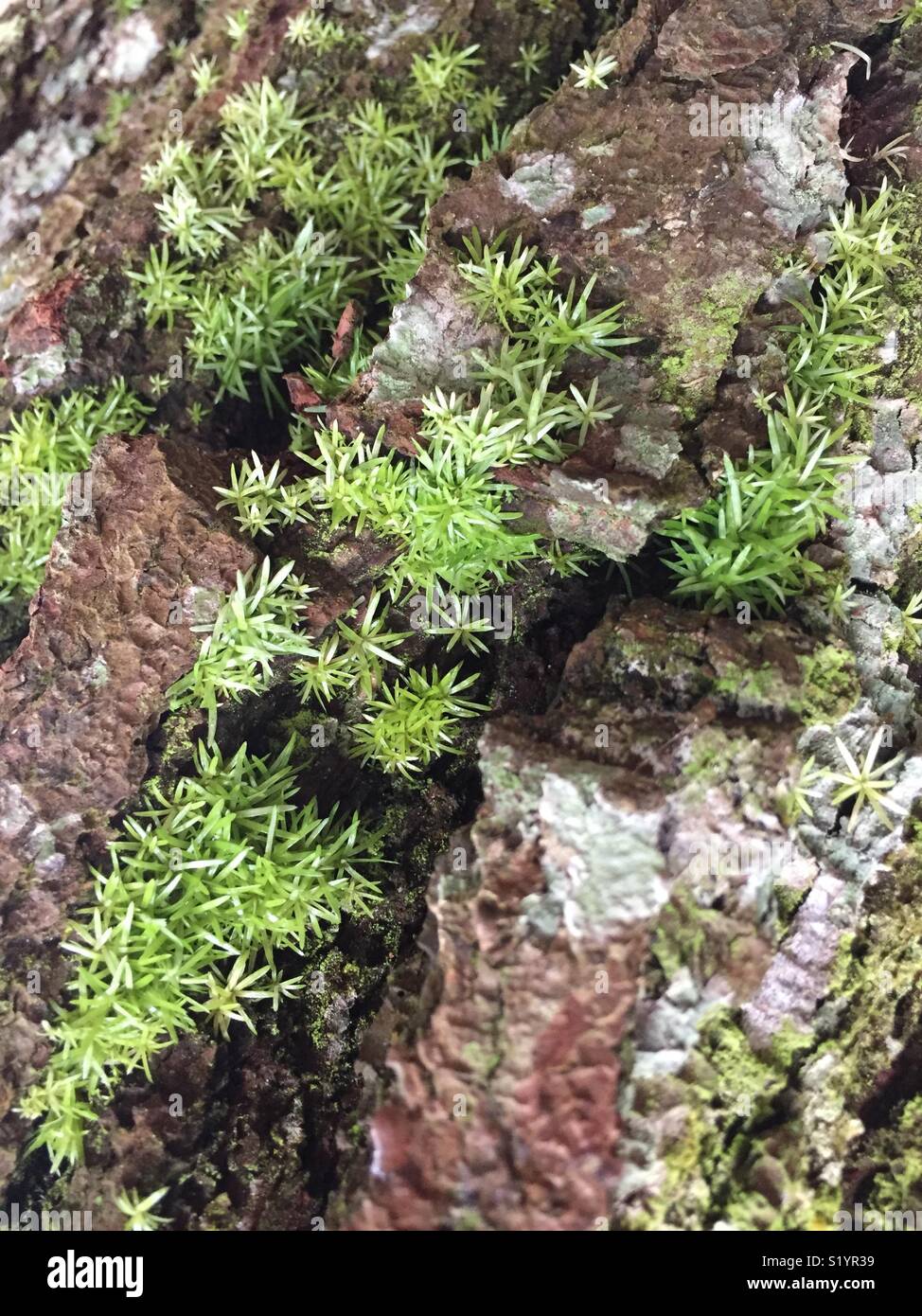 Kleine Dinge mit der neuen Vision im Wald Stockfoto