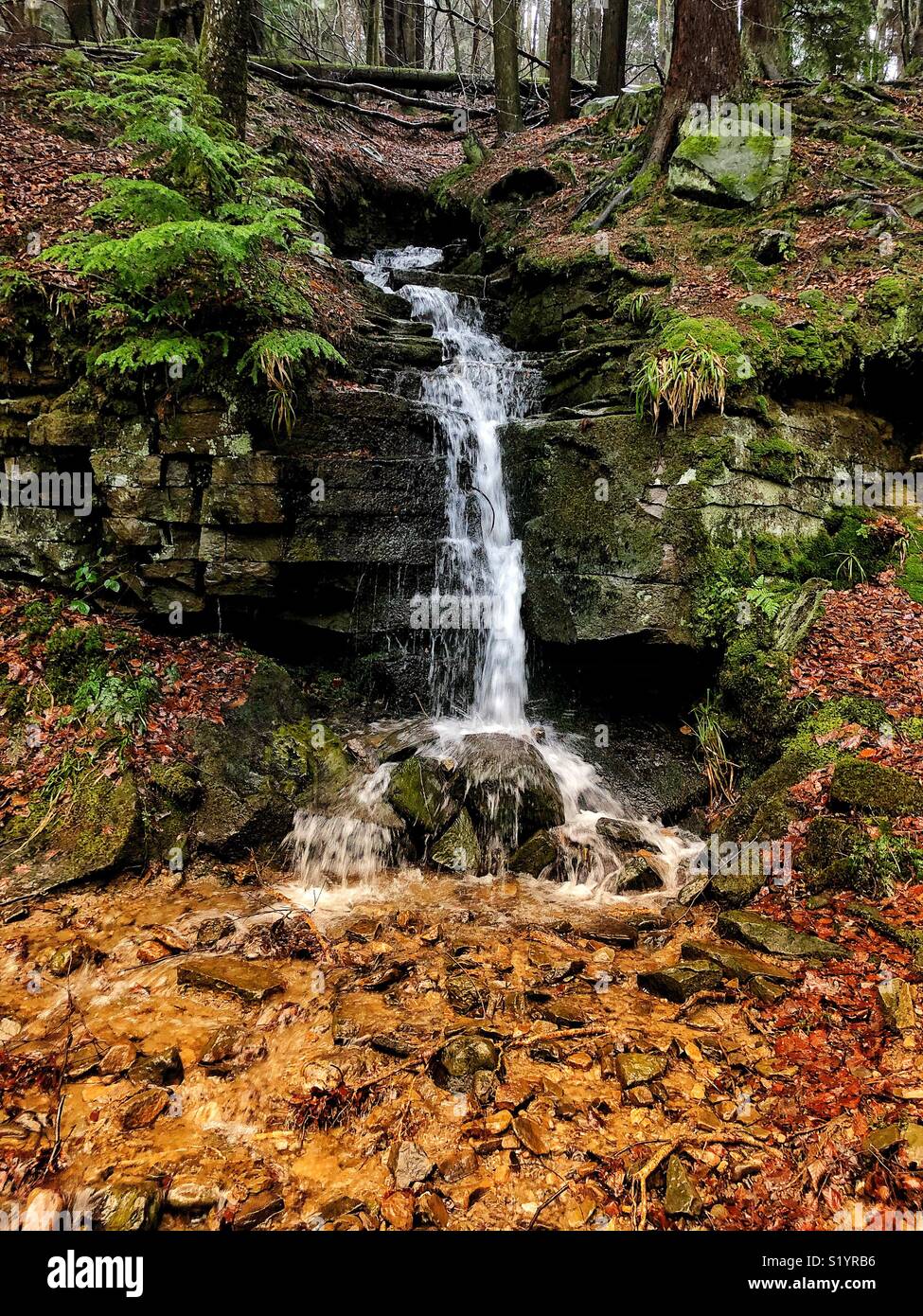 Bedburn Beck Wasserfall, in Hamsterley Forest in der Grafschaft Durham, im Winter, nach ein paar Tagen Regen und Schnee schmelzen. - Smartphone-aufgenommenes Stockfoto