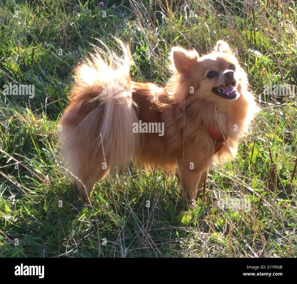 Pomeranian Chihuahua Stockfotos und -bilder Kaufen - Alamy