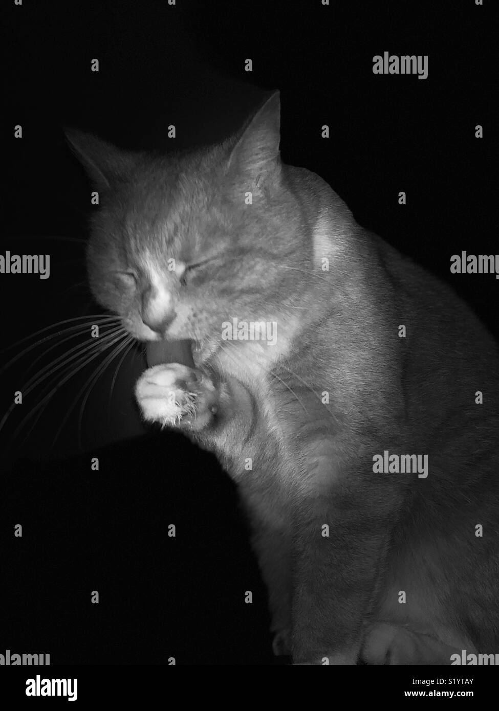 Katze waschen Vorderpfote in Schwarz und Weiß - Smartphone-aufgenommenes Stockfoto