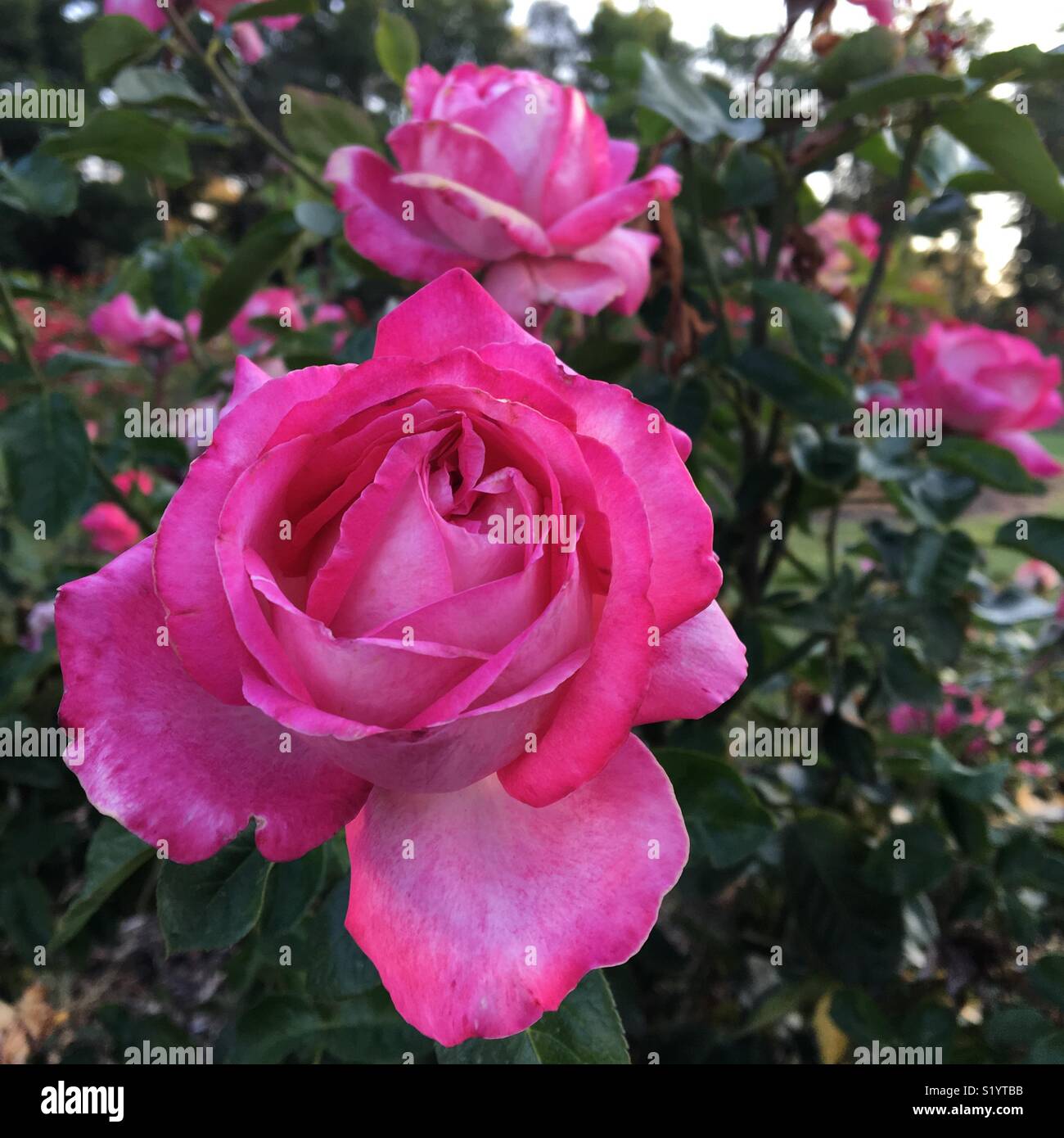 Rosa Rosen im Garten - Smartphone-aufgenommenes Stockfoto