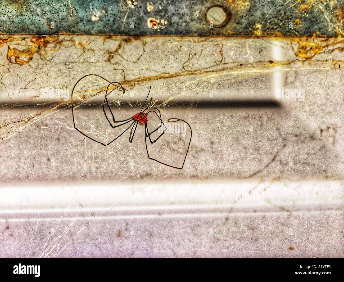Toten Daddy Long Legs spider hängen von seinem Zerschlissenen web Stockfoto
