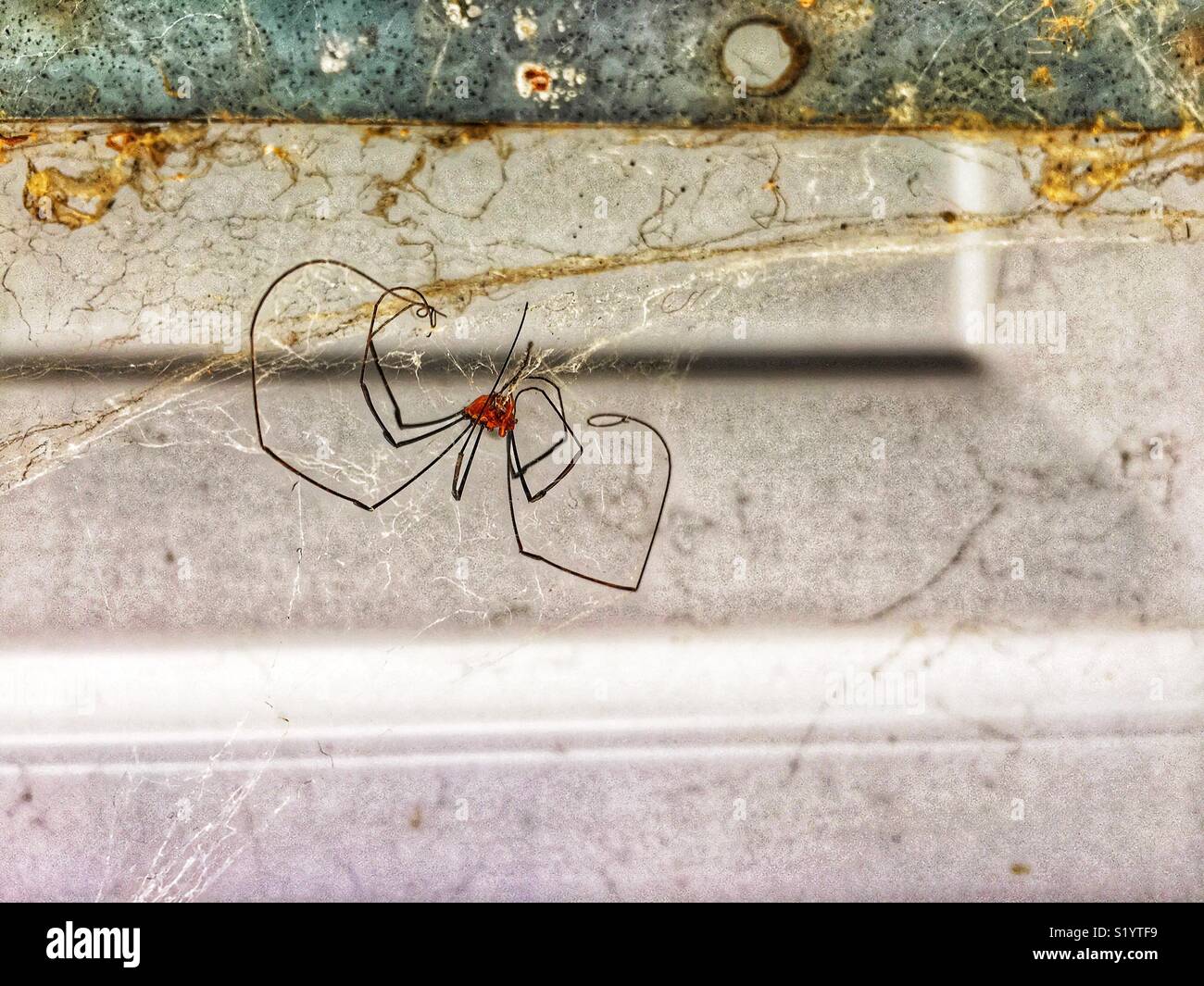 Toten Daddy Long Legs spider hängen von seinem Zerschlissenen web Stockfoto