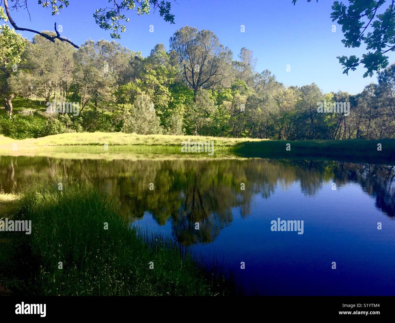 See bei Henry Coe State Park, Kalifornien, USA. - Smartphone-aufgenommenes Stockfoto