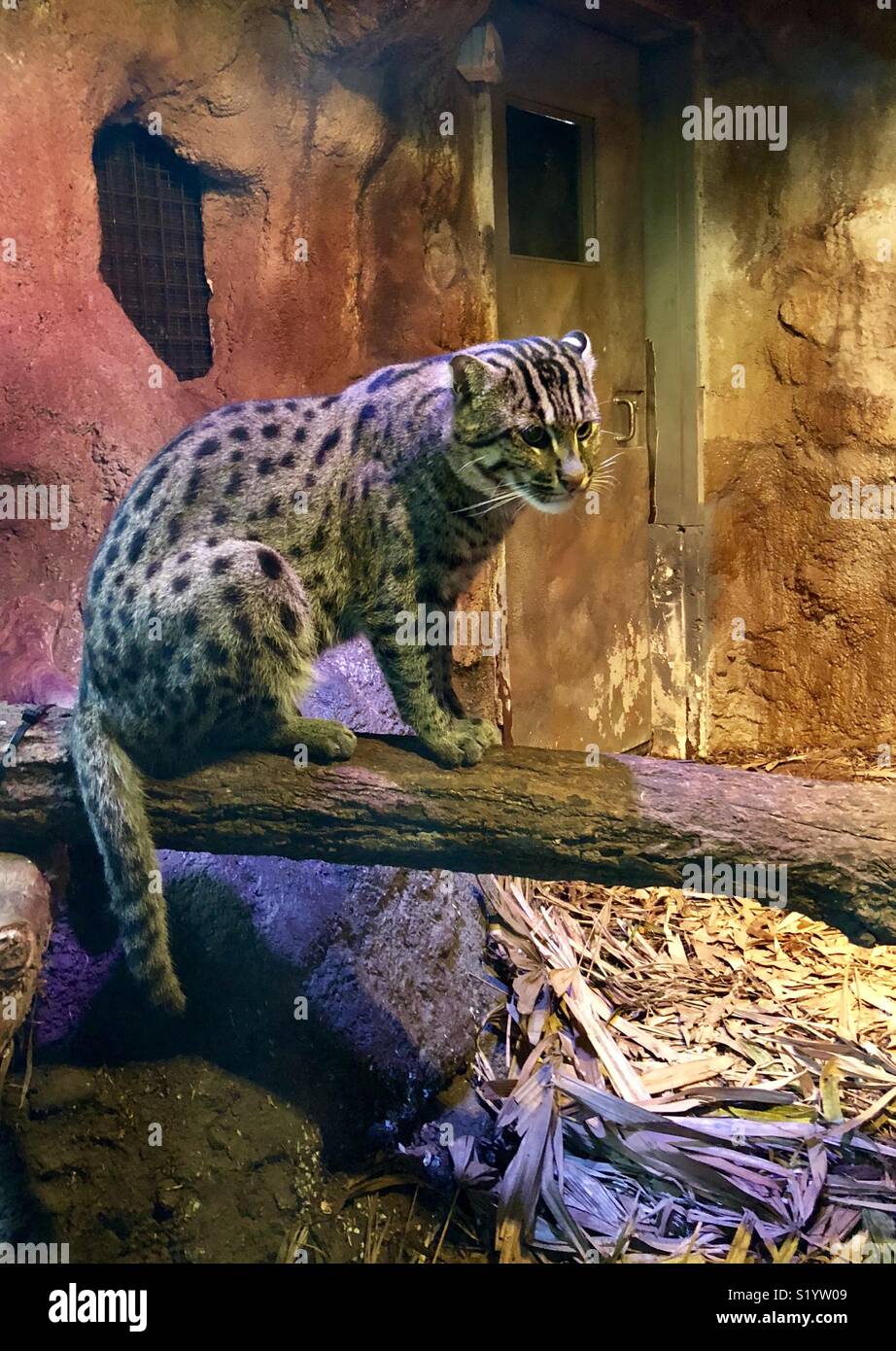 Angeln Katze im Zoo Stockfoto