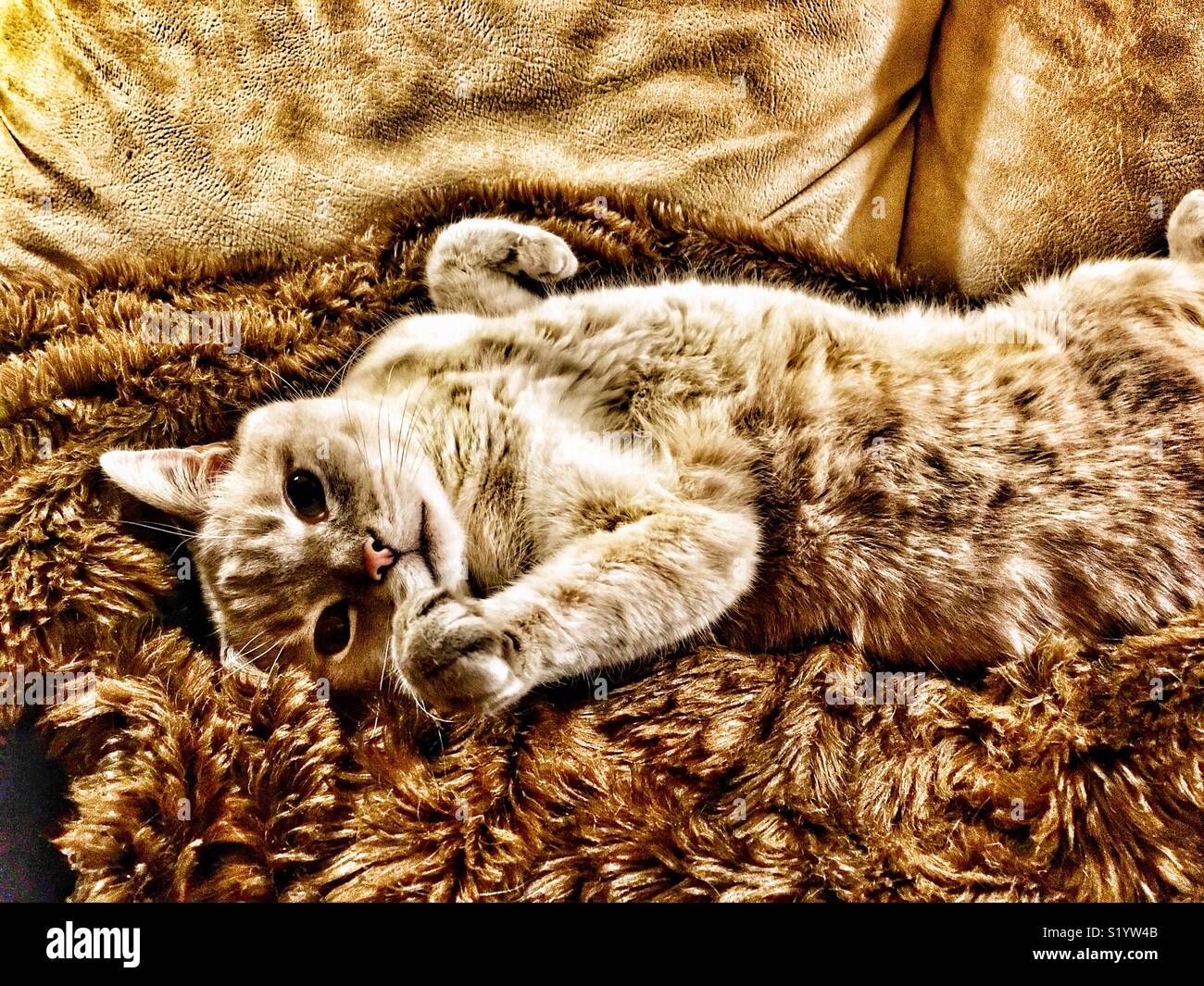 Zu Coole Katze Stockfotos und -bilder Kaufen - Alamy