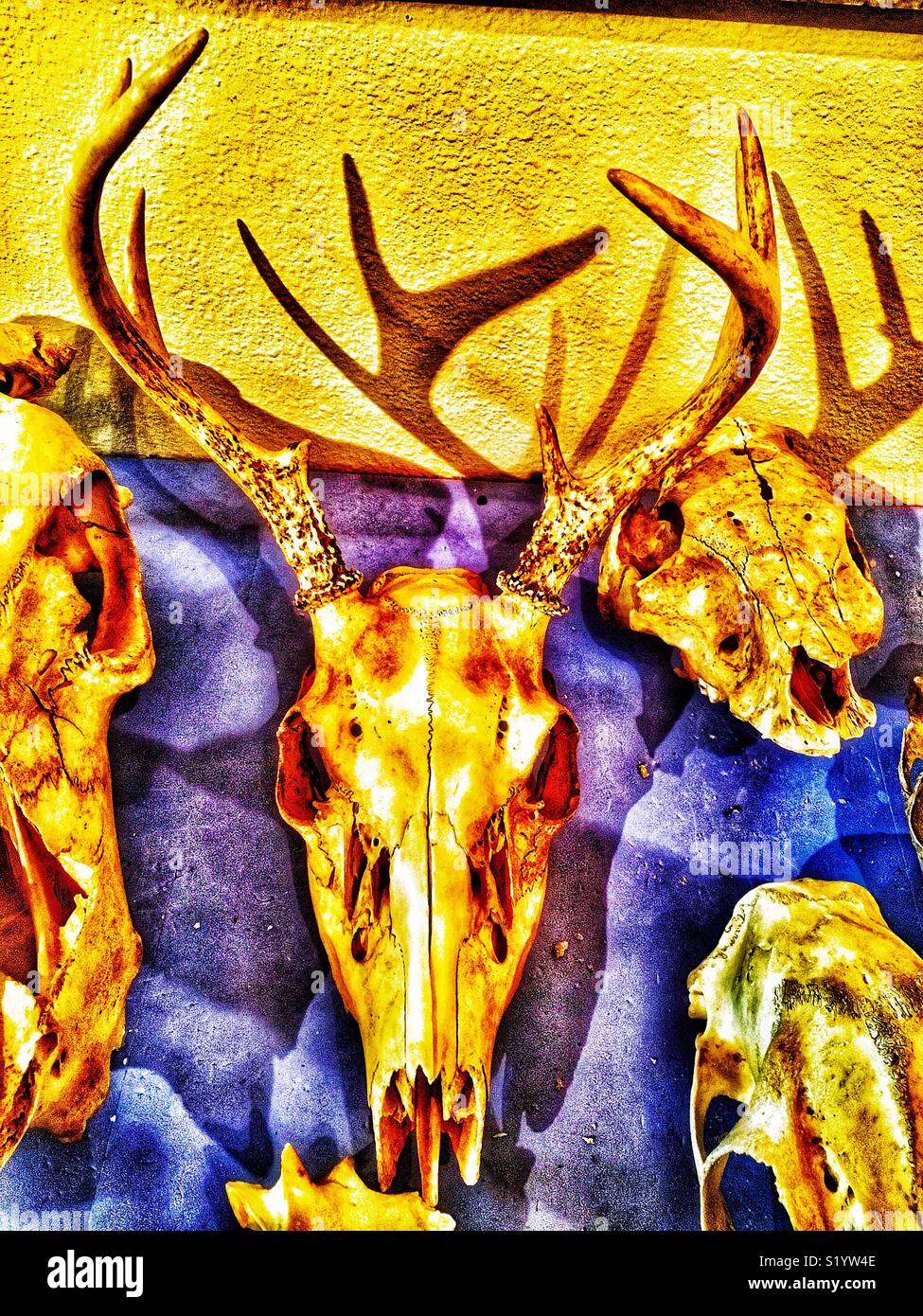 Mehrere Schädel auf lila Hintergrund einschließlich Whitetail deer mit Hörnern Stockfoto