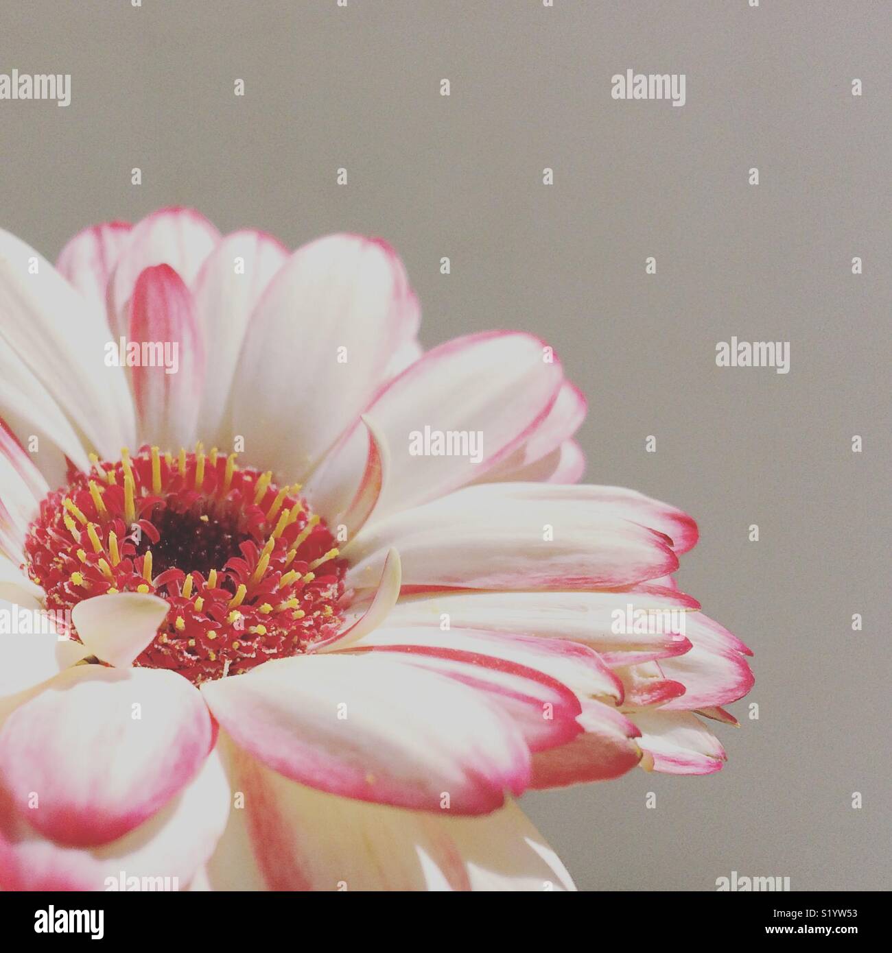 Nahaufnahme eines weißen und rosa Blütenblatt Blume - Smartphone-aufgenommenes Stockfoto