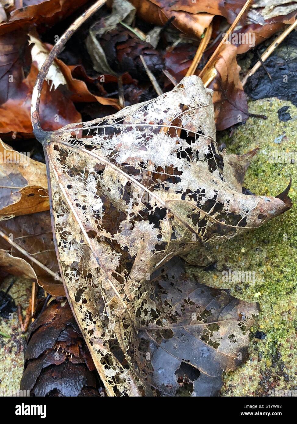 Getrocknete verfaulende Blätter auf dem Waldboden als Zeichen der Herbst im Frühjahr - Smartphone-aufgenommenes Stockfoto