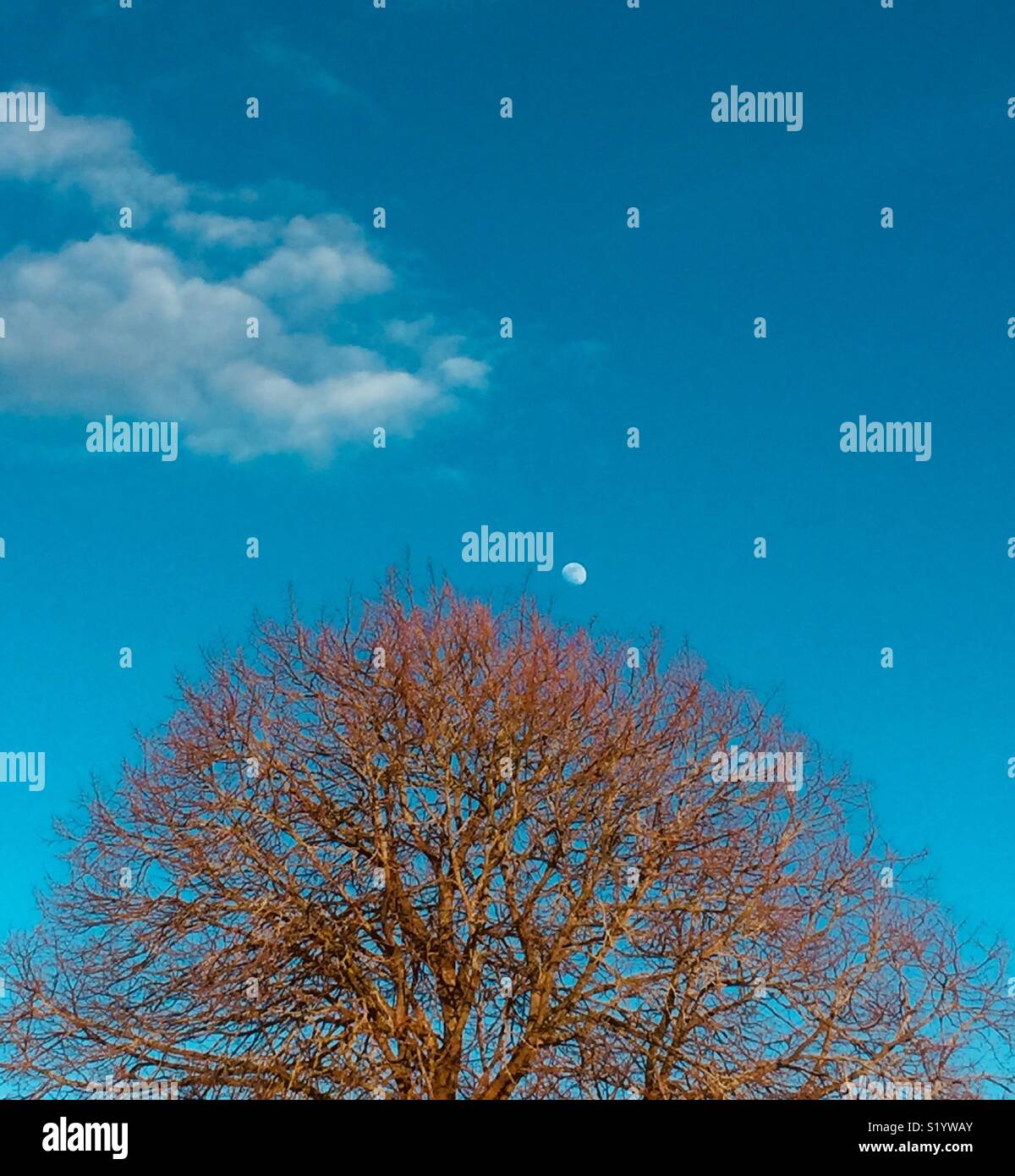 Angehende Baum im Frühjahr Englisch sonnenschein mit dem Mond im Hintergrund Stockfoto