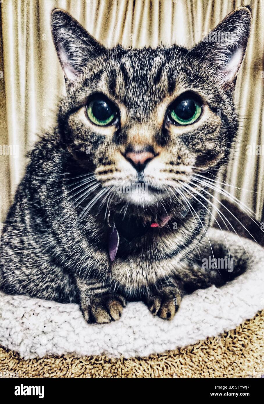 Foto von braun Tabby Katze mit leuchtenden grünen Augen in Kitty Schale sitzen nach oben - Smartphone-aufgenommenes Stockfoto