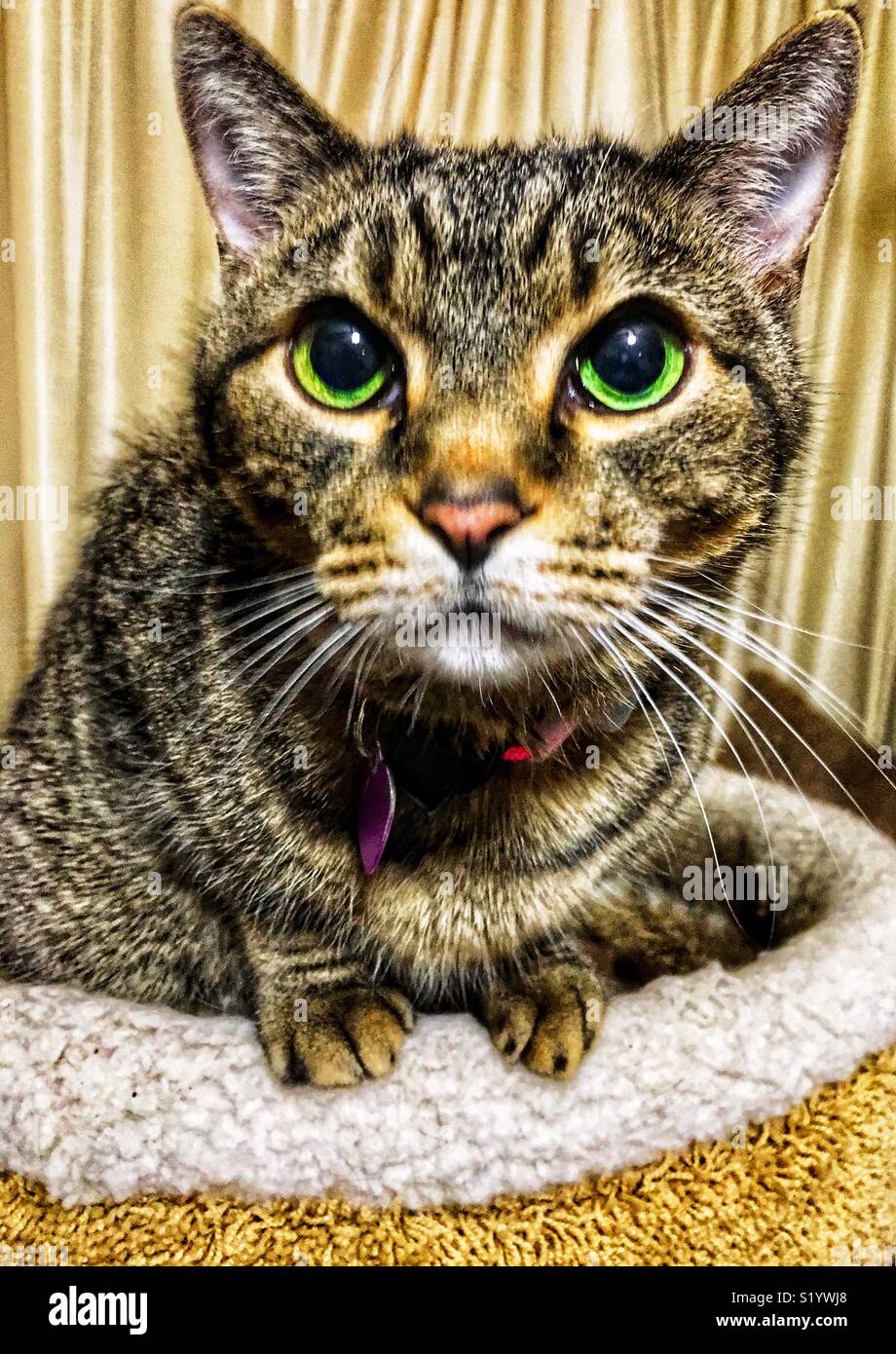 Foto von braun Tabby Katze mit leuchtenden grünen Augen in Kitty Schale sitzen nach oben Stockfoto