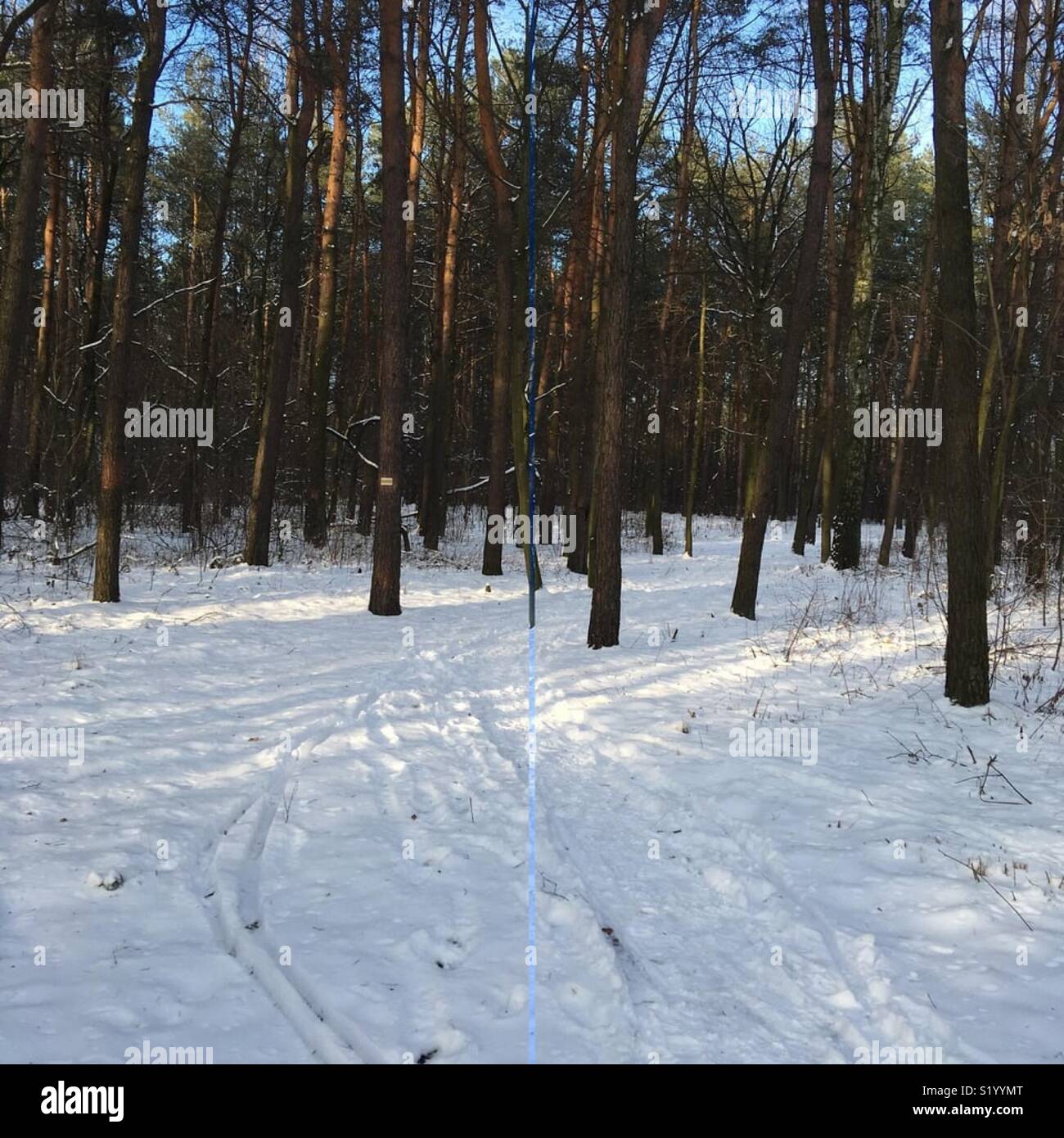Winter und Bäume Stockfoto