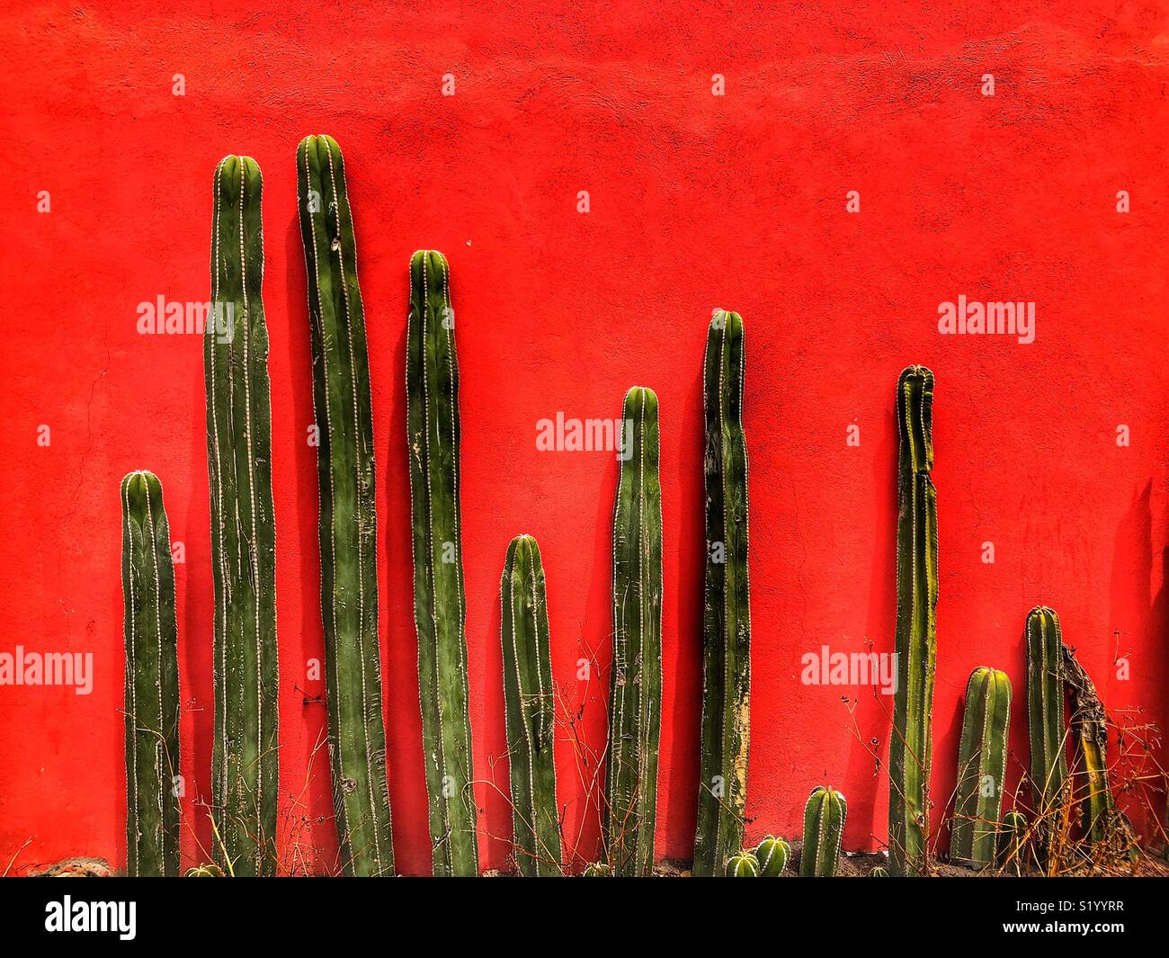 Kakteen wachsen vor einem rot lackierten Stuck Wand in Teotihuacán Dorf in Mexiko Stockfoto