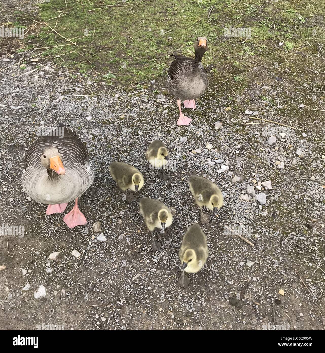Graugans Familie mit fünf Jungen am 3. April. - Smartphone-aufgenommenes Stockfoto