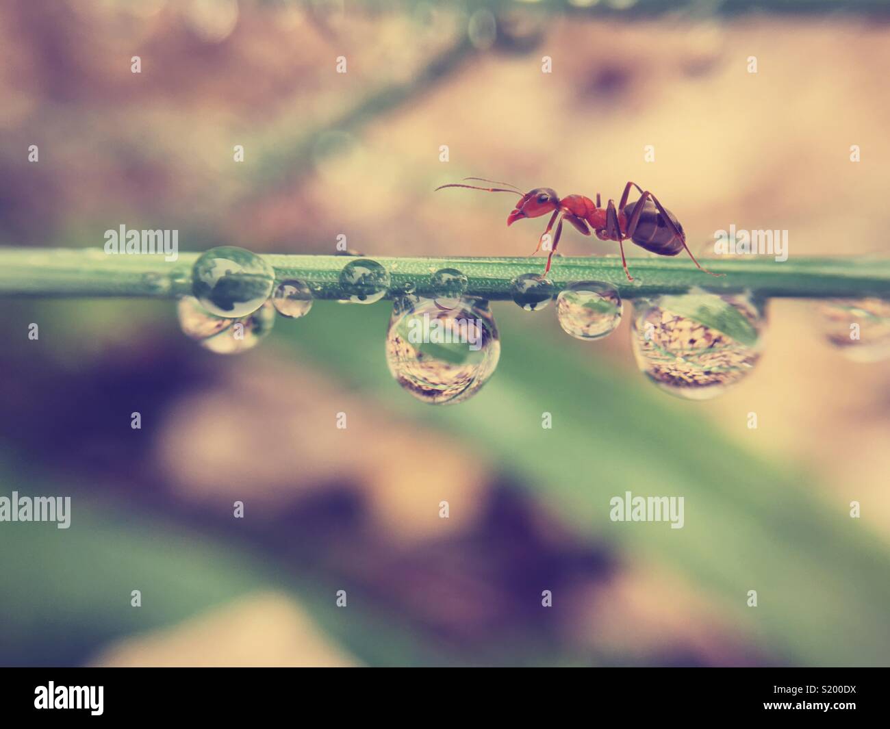 Ant nach dem Regen Stockfoto