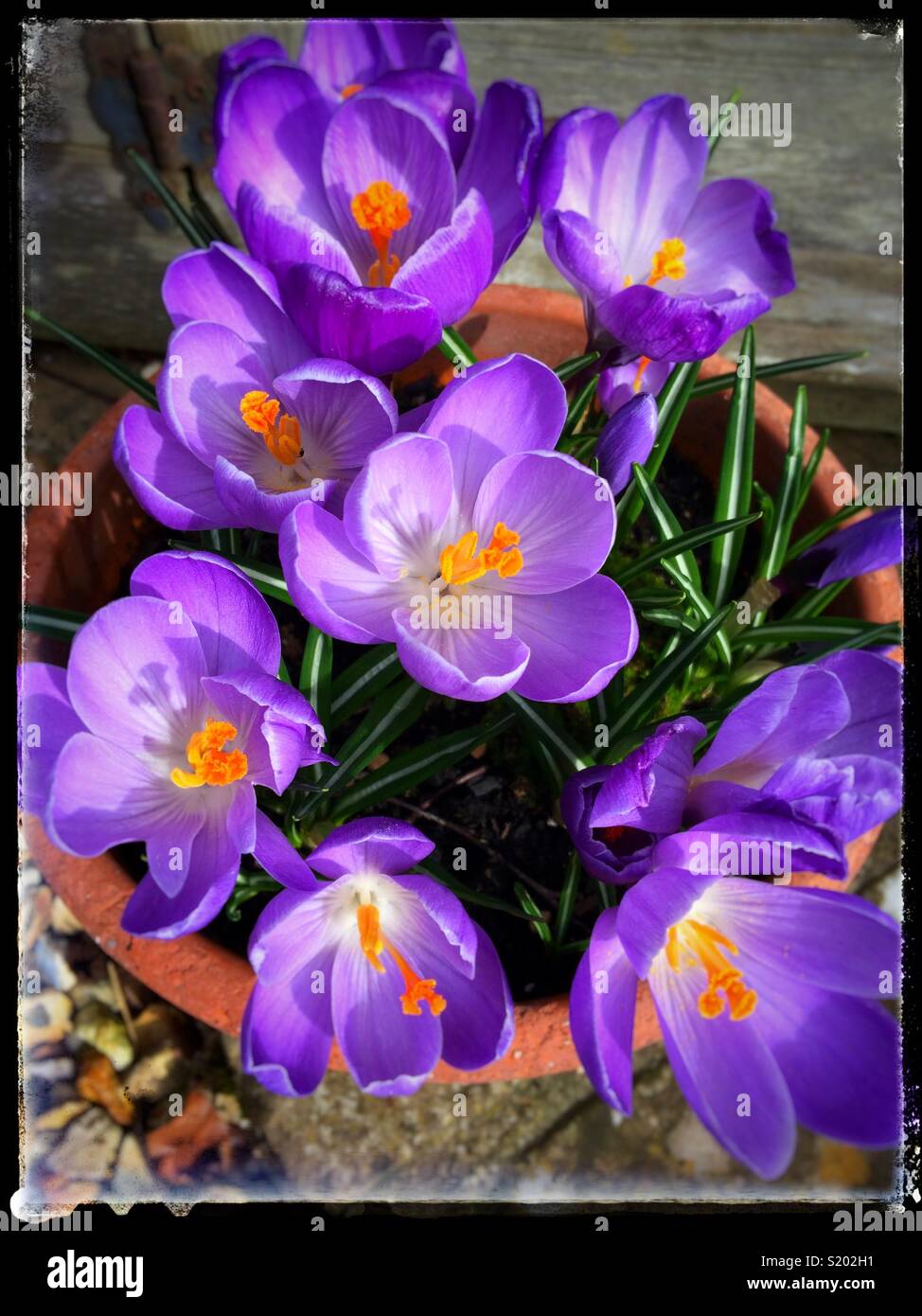 Lila Krokusse in einem Terrakottatopf Stockfoto