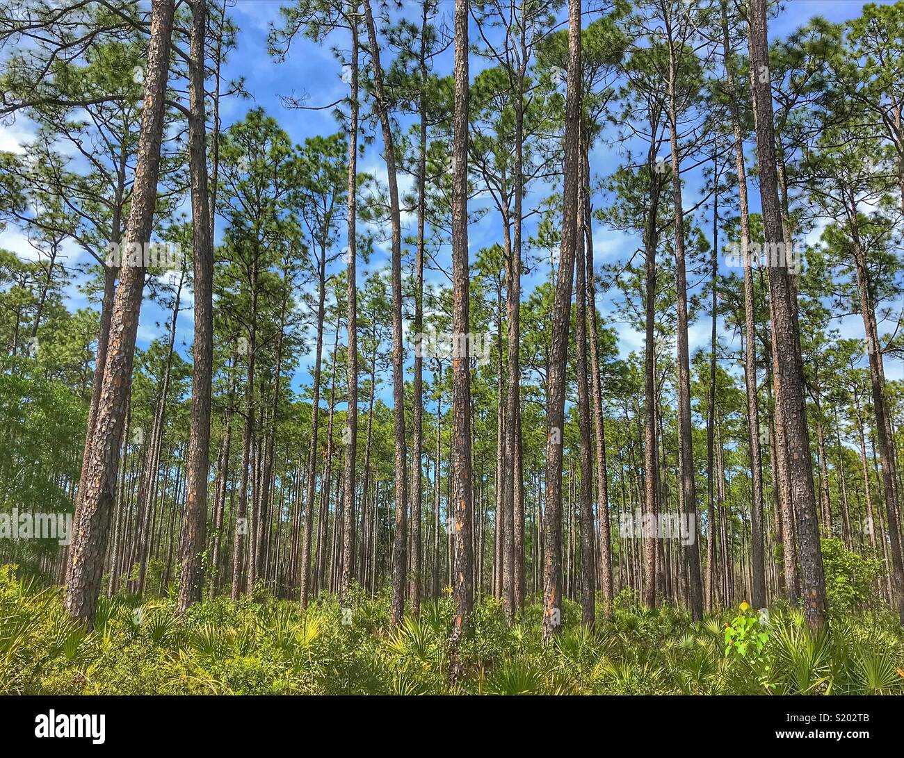 Kiefernwald und scheuern Palmen an einem sonnigen Tag, Osceola National Forest Stockfoto