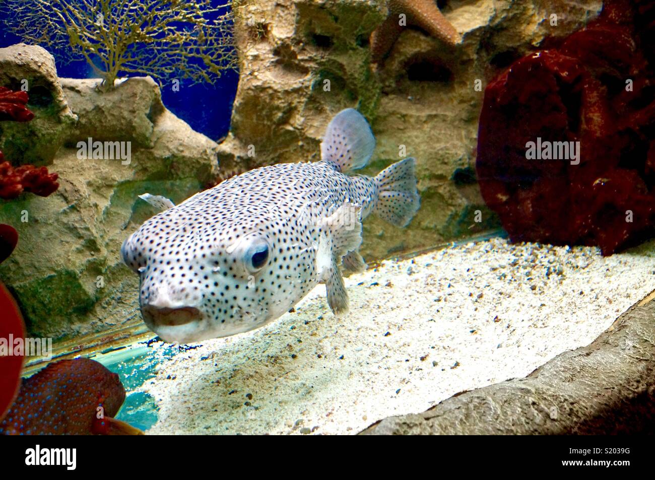 Gefleckte Meer Fisch Stockfoto