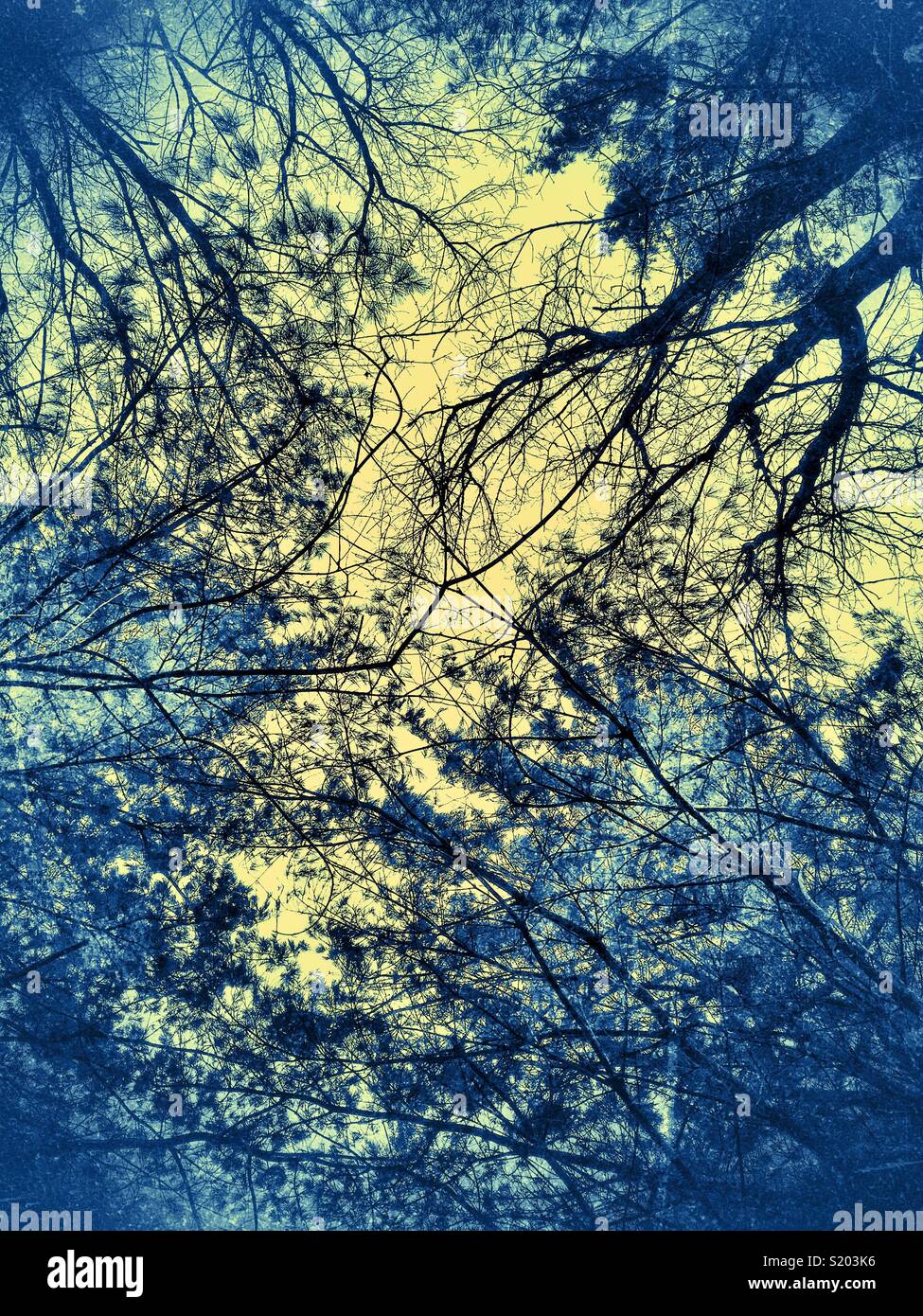 Dramatische Schuß von Spooky Bäume im dunklen Wald Stockfoto