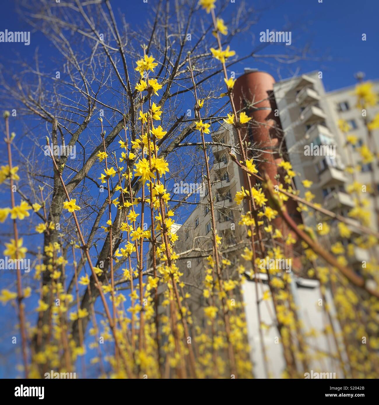 Frühling in Warschau Polen gelb Forsythia in Blüte April 2018 - Smartphone-aufgenommenes Stockfoto