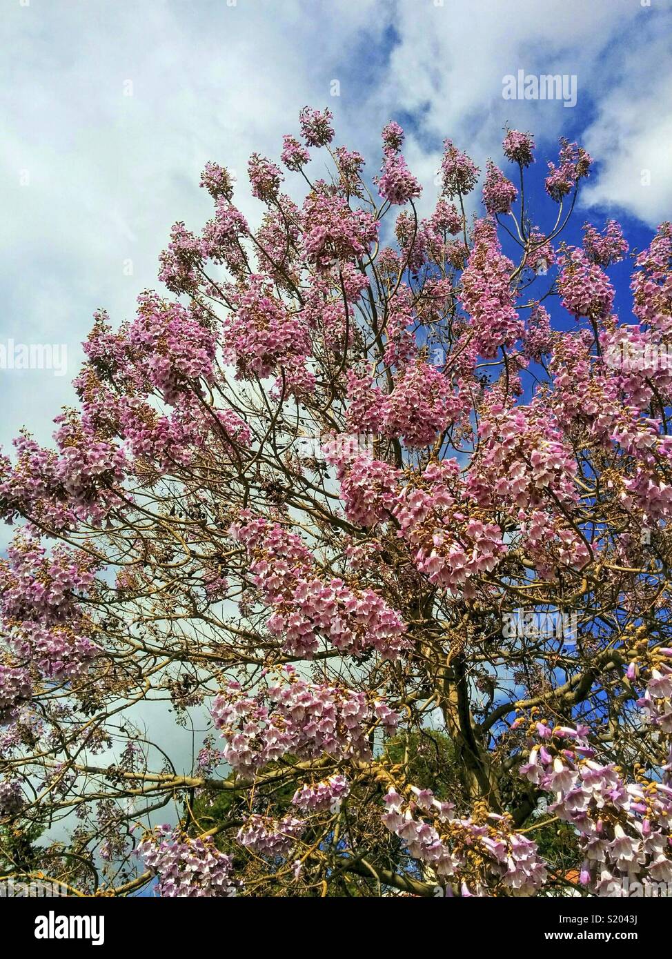 Paulownia Baum. Stockfoto