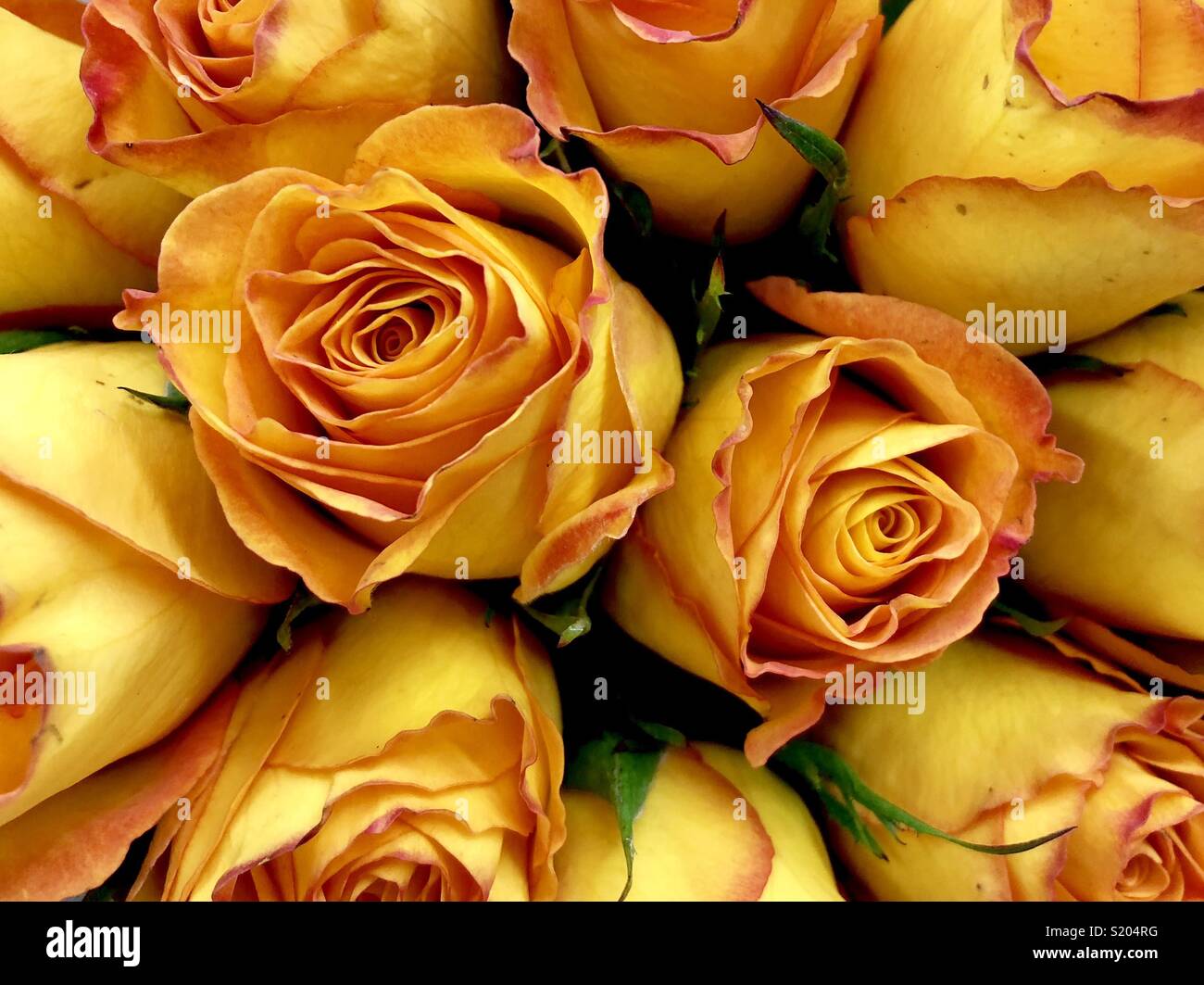 Orange Rosen - Smartphone-aufgenommenes Stockfoto