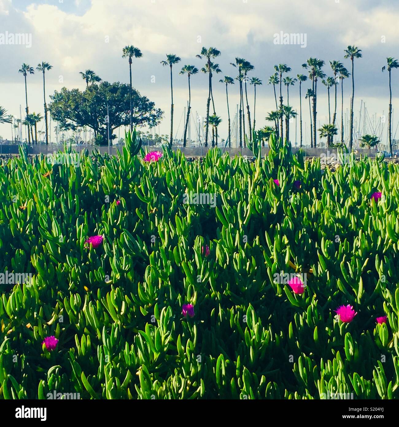 Native Kalifornien Pflanzen und Palmen in Seal Beach, Kalifornien. Stockfoto