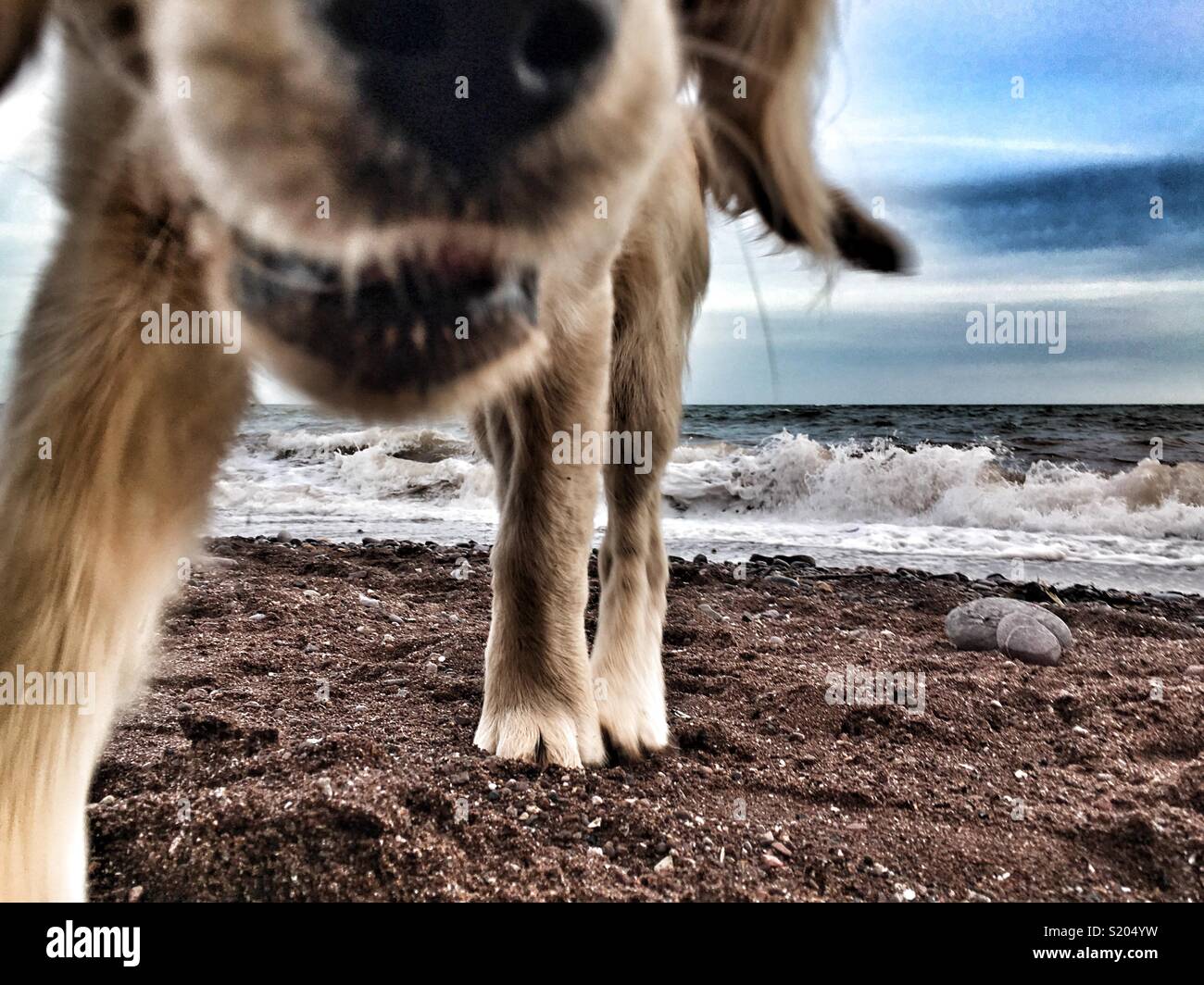 Hund am Strand - Smartphone-aufgenommenes Stockfoto