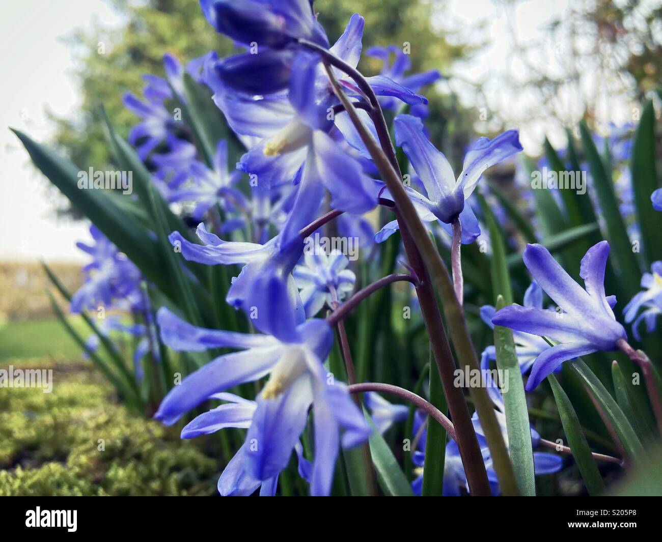 Die hellen Blau spring flower von Scilla Birne im Garten in Großbritannien. Stockfoto