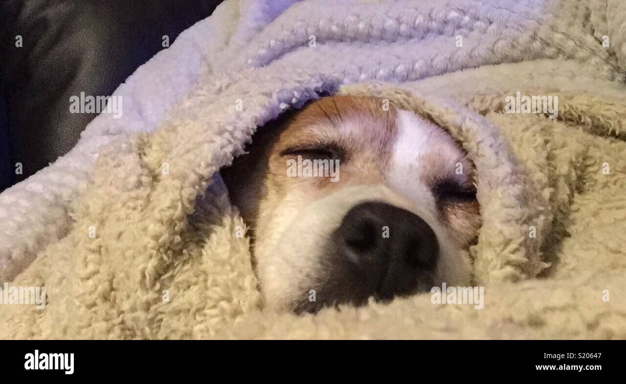 Hund unter der decke -Fotos und -Bildmaterial in hoher Auflösung ...