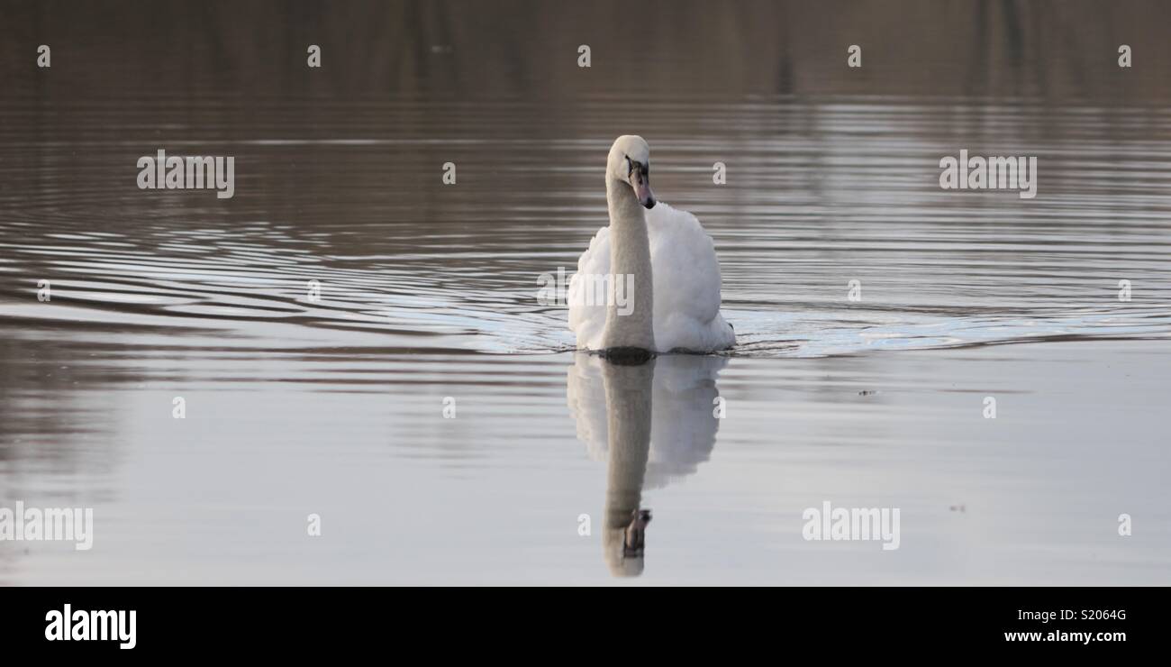 Schwan in spiegelglatte See Wasser spiegelt, Norfolk, England Stockfoto