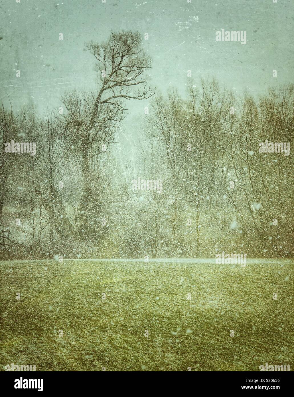 Schnee auf grünem Gras mit großen alten Weide und Wald im Hintergrund - Smartphone-aufgenommenes Stockfoto