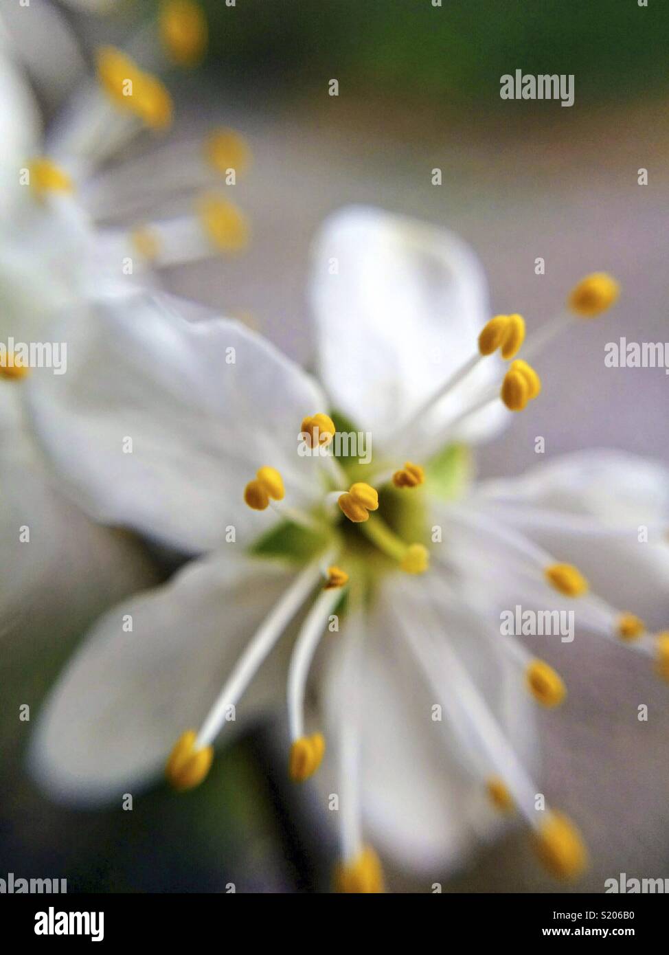 Makro von blackthorn Blume. Prunus spinosa. Stockfoto