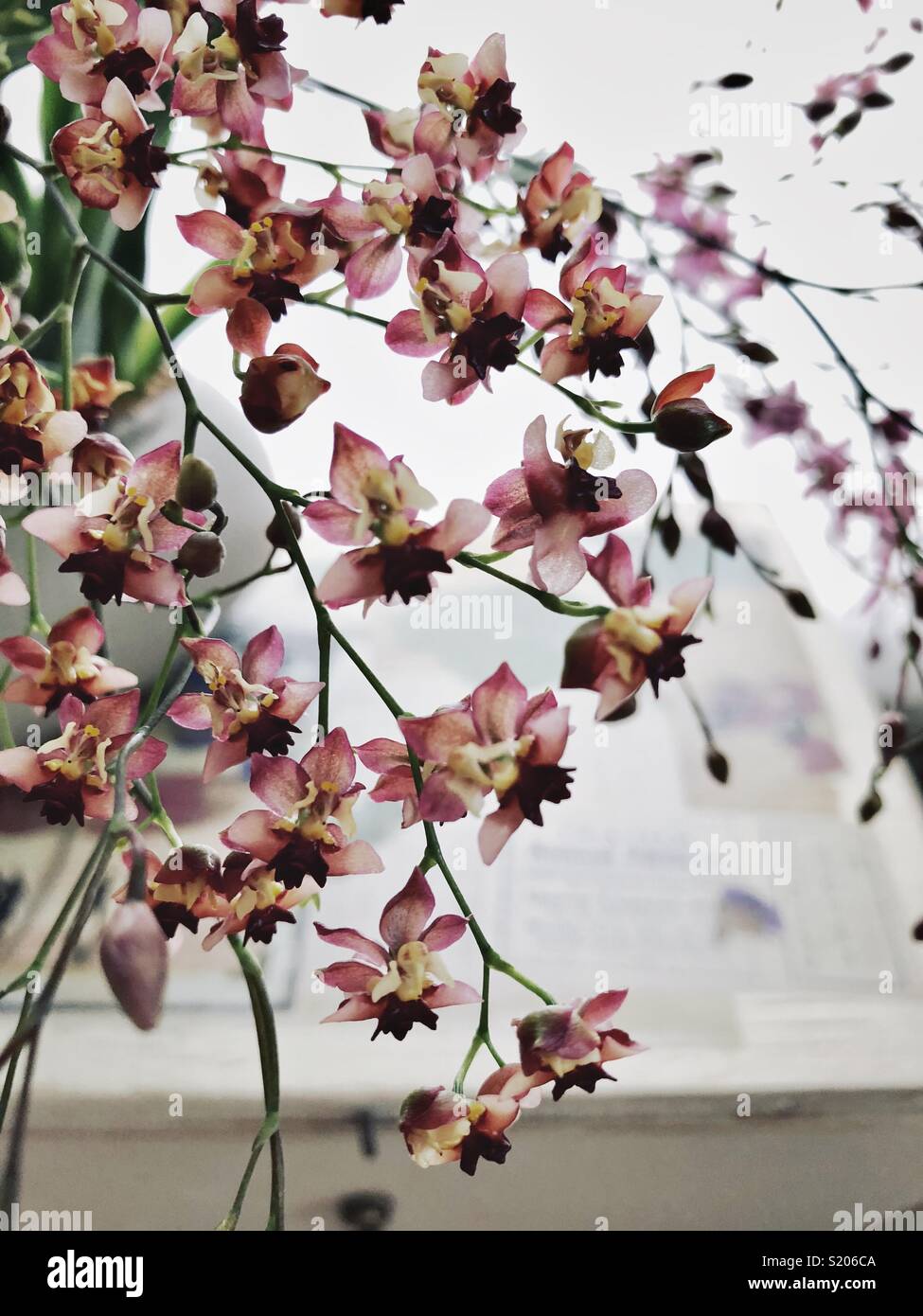 Nahaufnahme von Orchideen - Smartphone-aufgenommenes Stockfoto