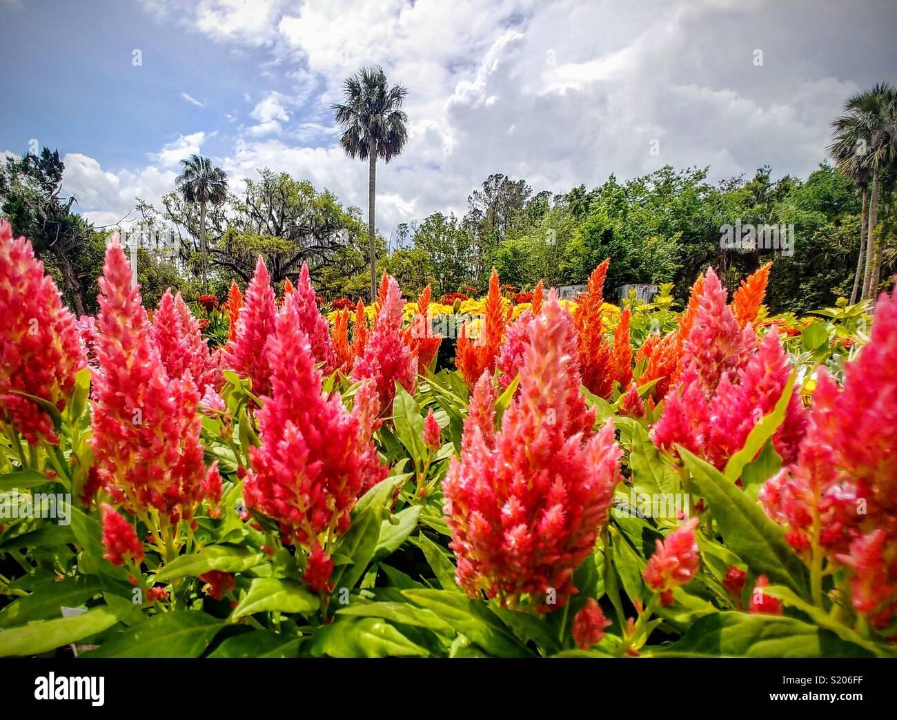 Frühling ist da. Stockfoto