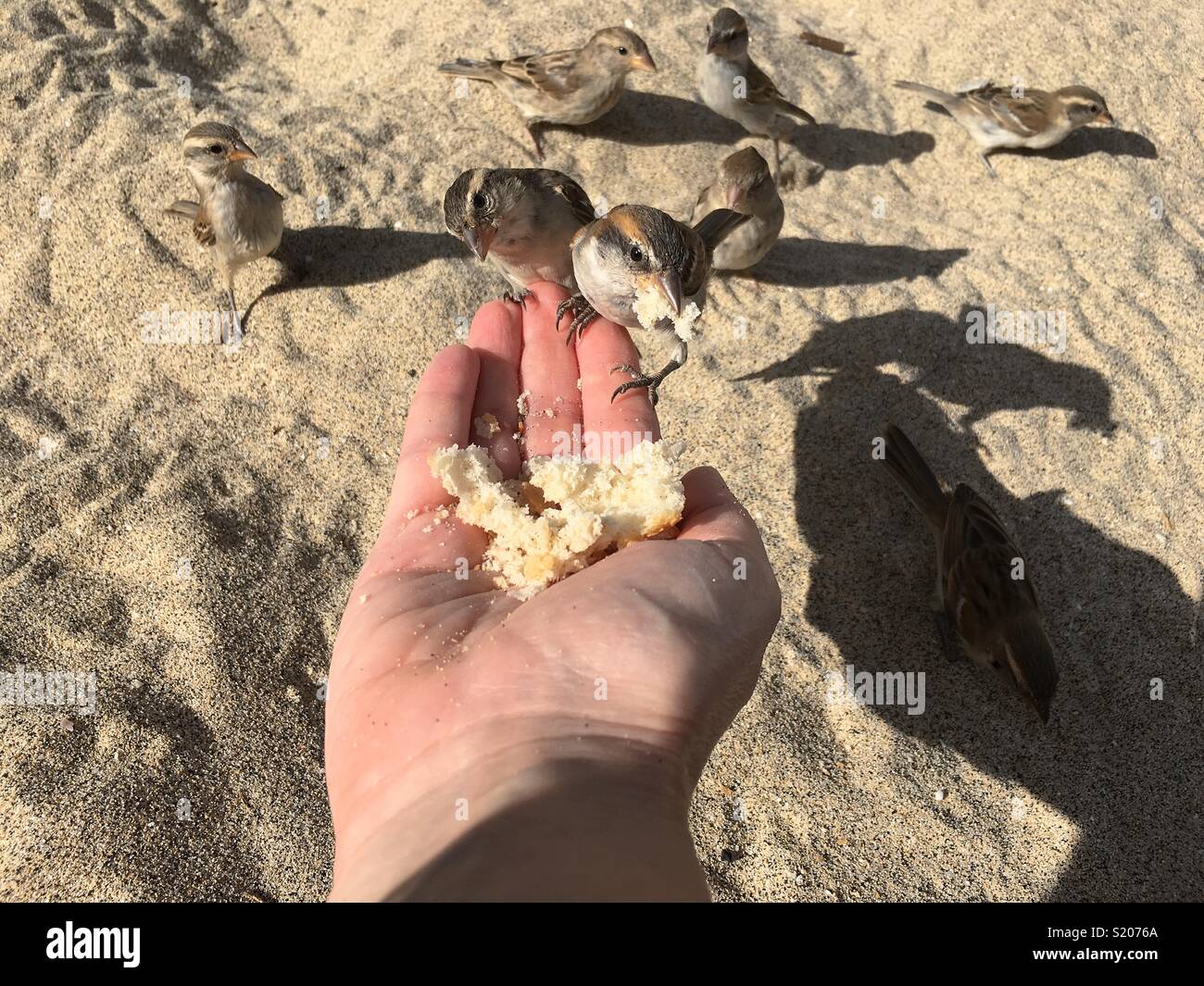 Wild Spatzen essen Brot aus der menschlichen Hand - Smartphone-aufgenommenes Stockfoto