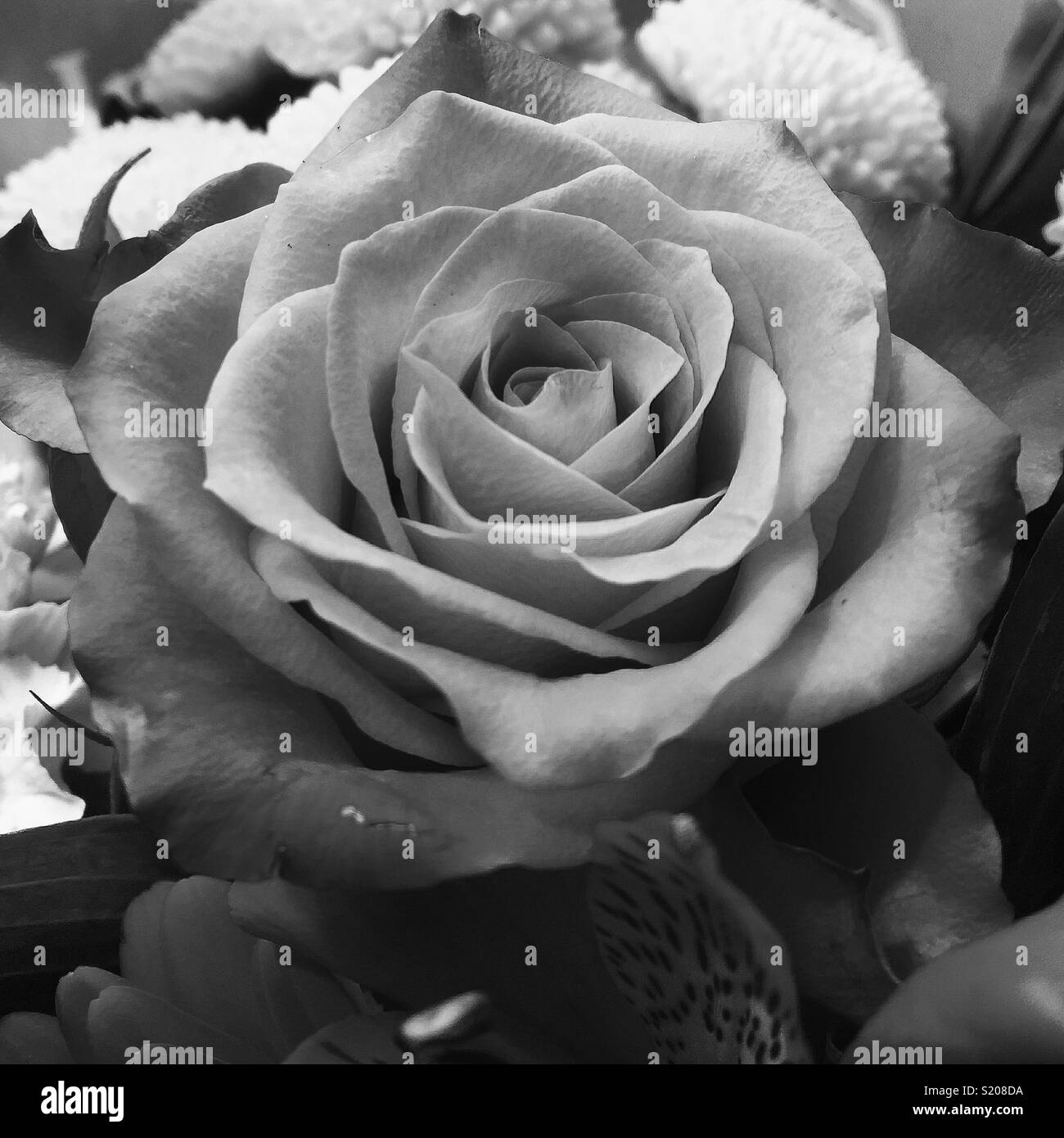 Schwarze & Weiße Rose - Smartphone-aufgenommenes Stockfoto