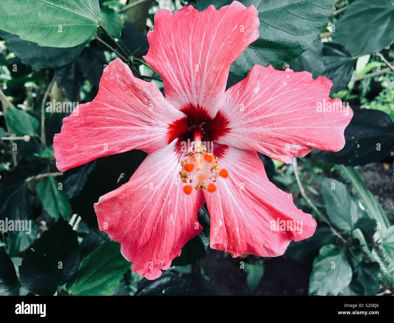 Portrait von rosa Hibiskus Blume - Smartphone-aufgenommenes Stockfoto