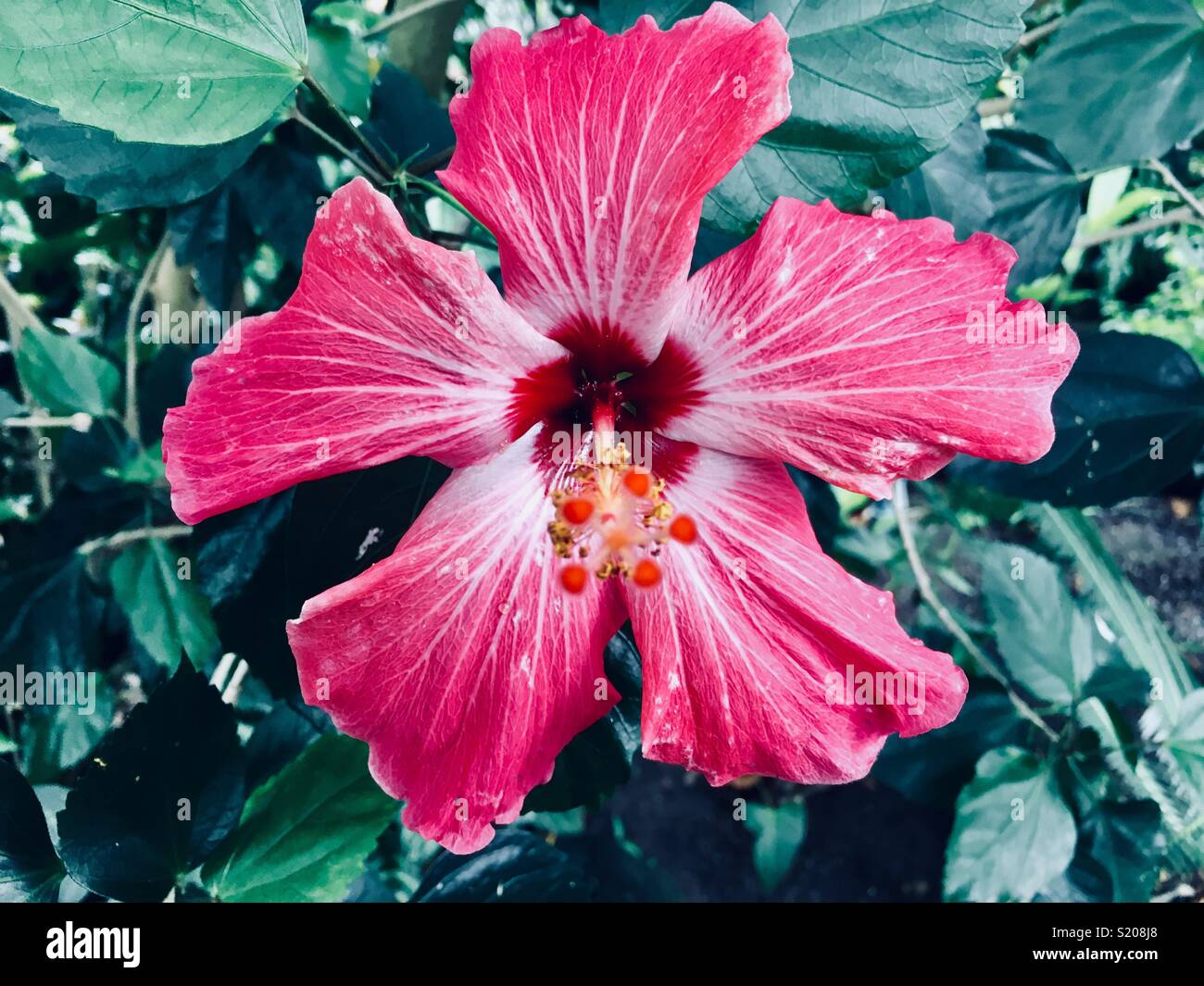 Portrait von rosa Hibiskus Blume - Smartphone-aufgenommenes Stockfoto