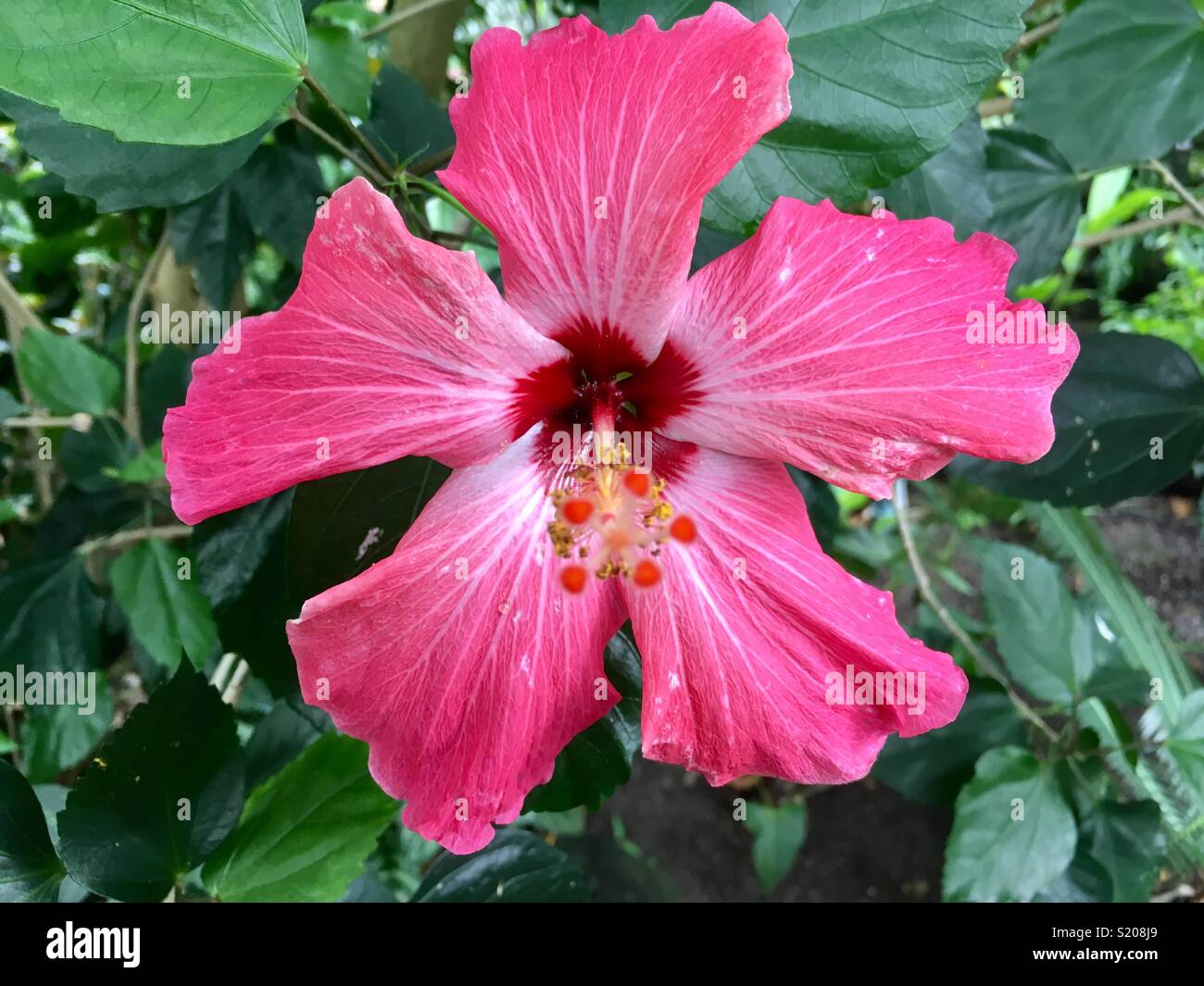 Portrait von rosa Hibiskus Blume - Smartphone-aufgenommenes Stockfoto