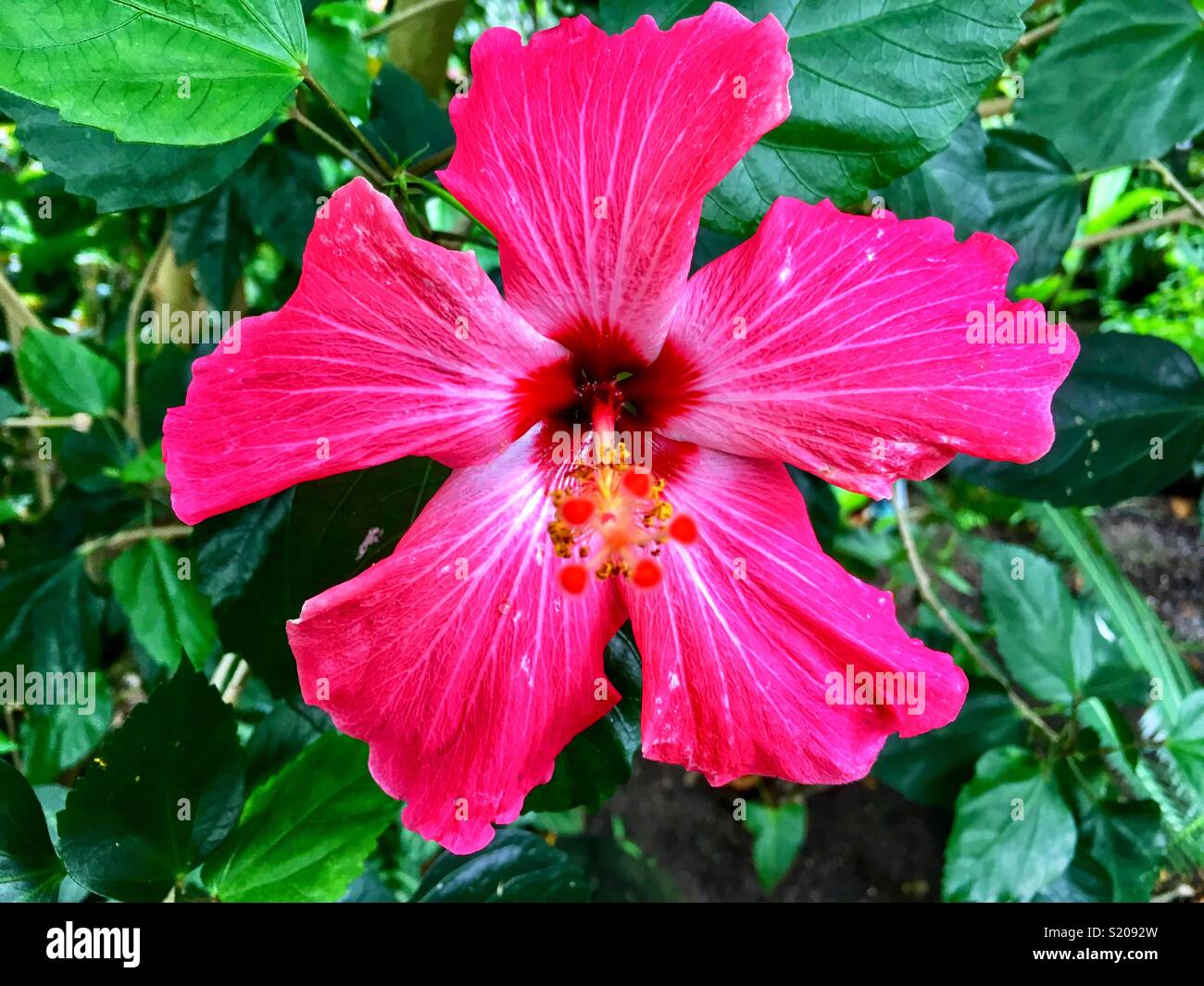 Portrait von kräftigem pink Hibiscus flower Stockfoto